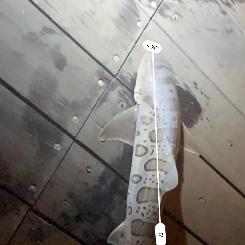 Leopard shark caught on Fishbrain