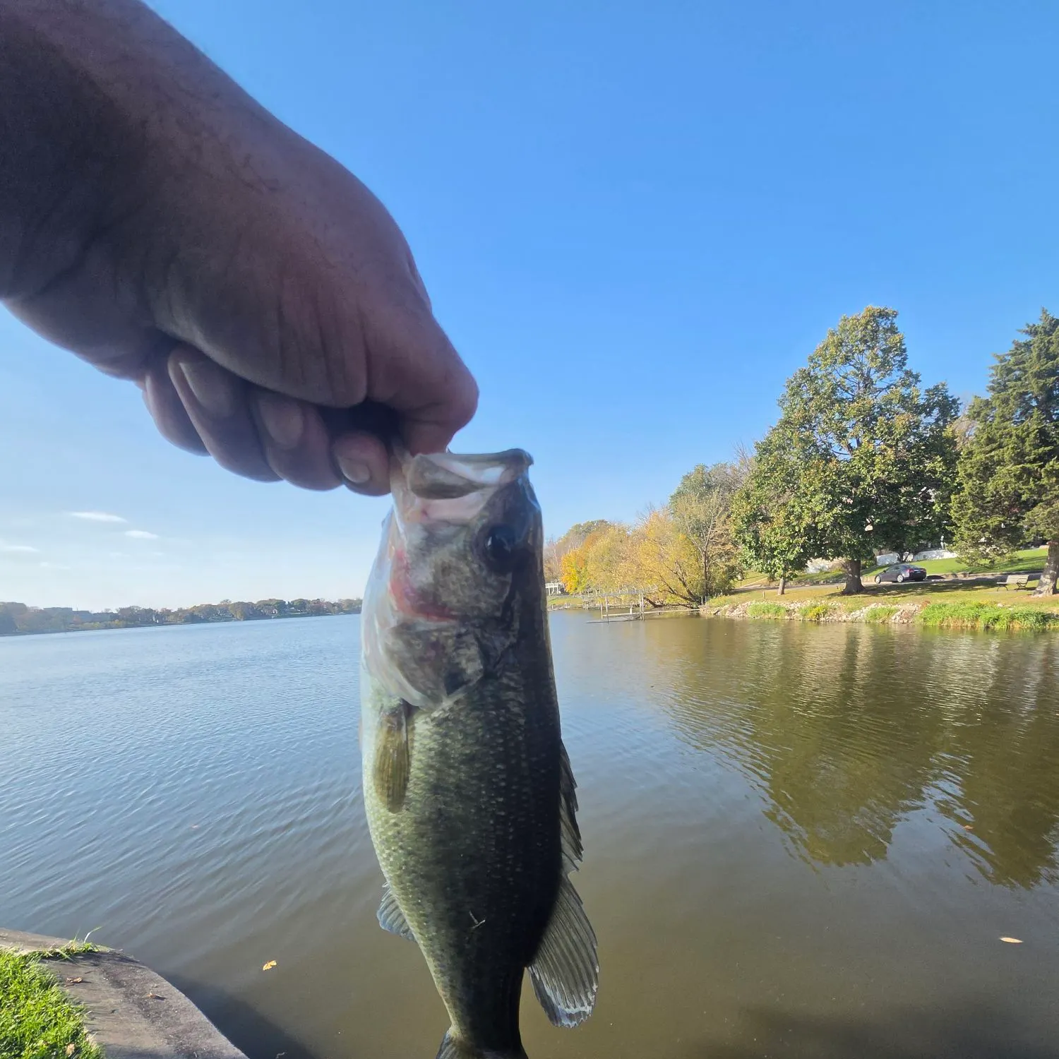 Largemouth bass caught on Fishbrain