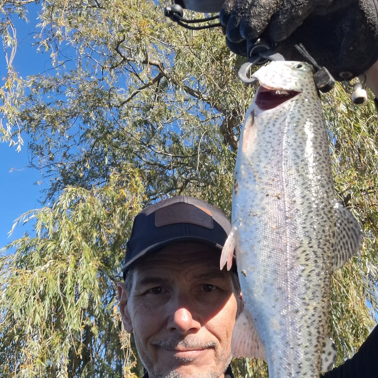 Rainbow trout caught on Fishbrain