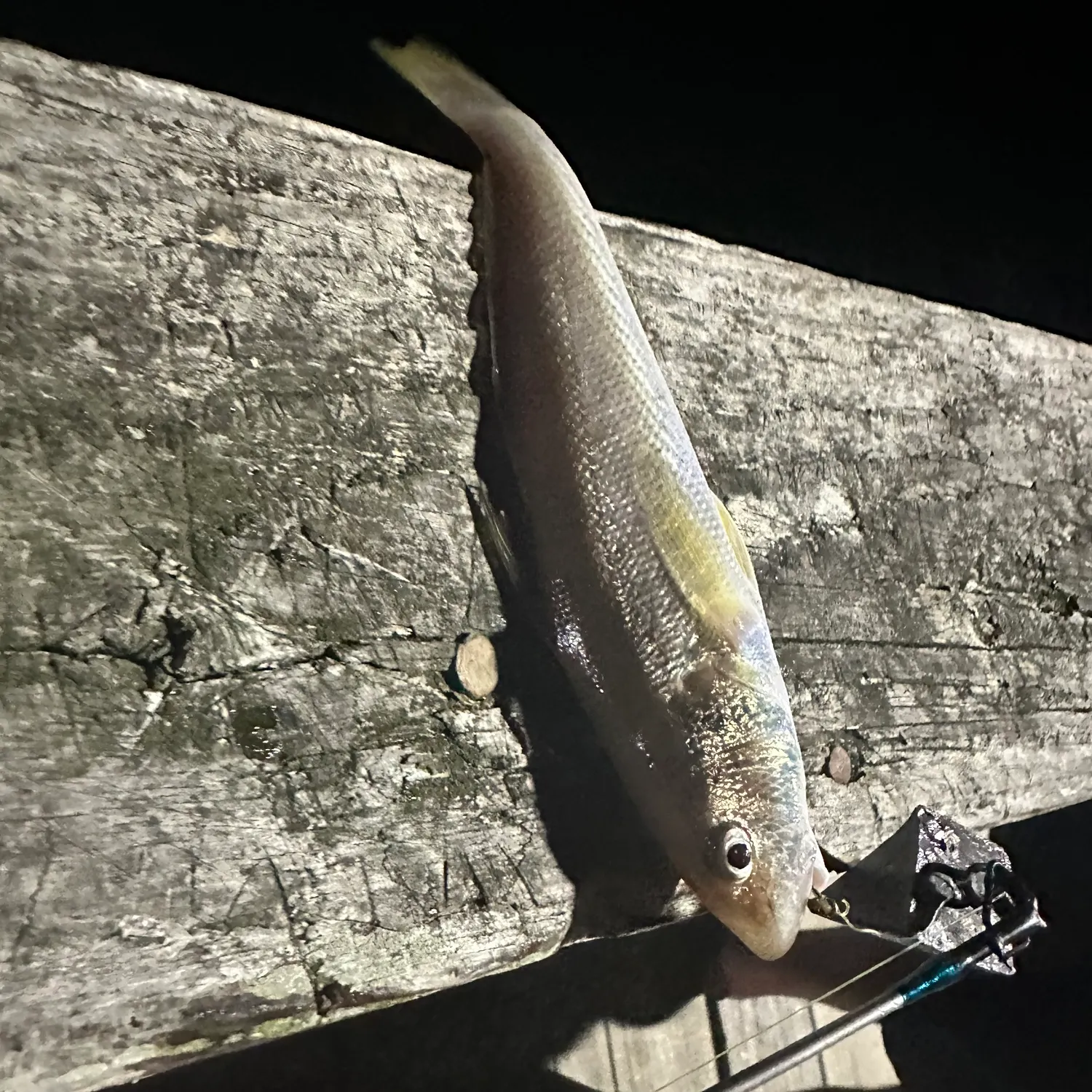 Southern kingcroaker caught on Fishbrain