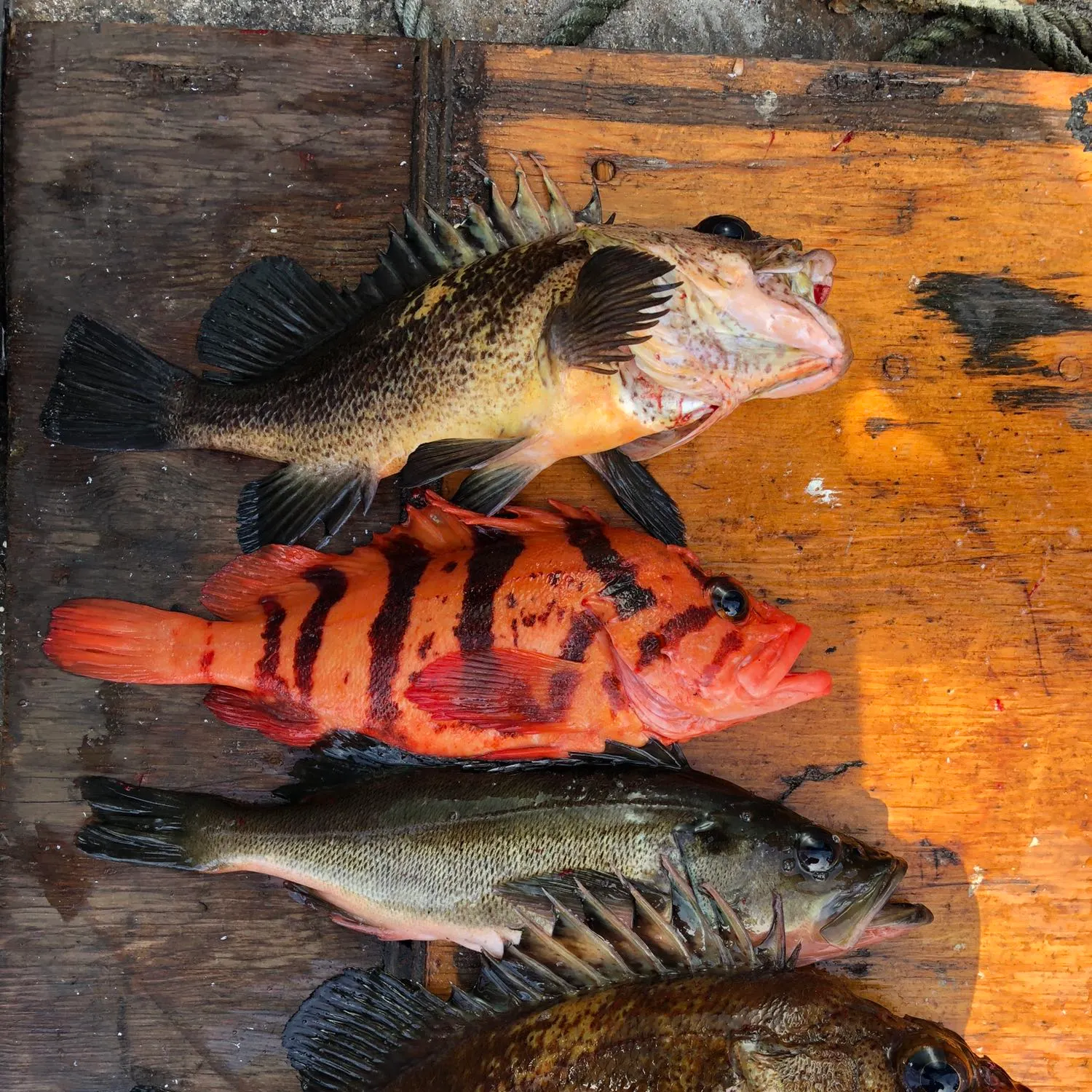 recently logged catches