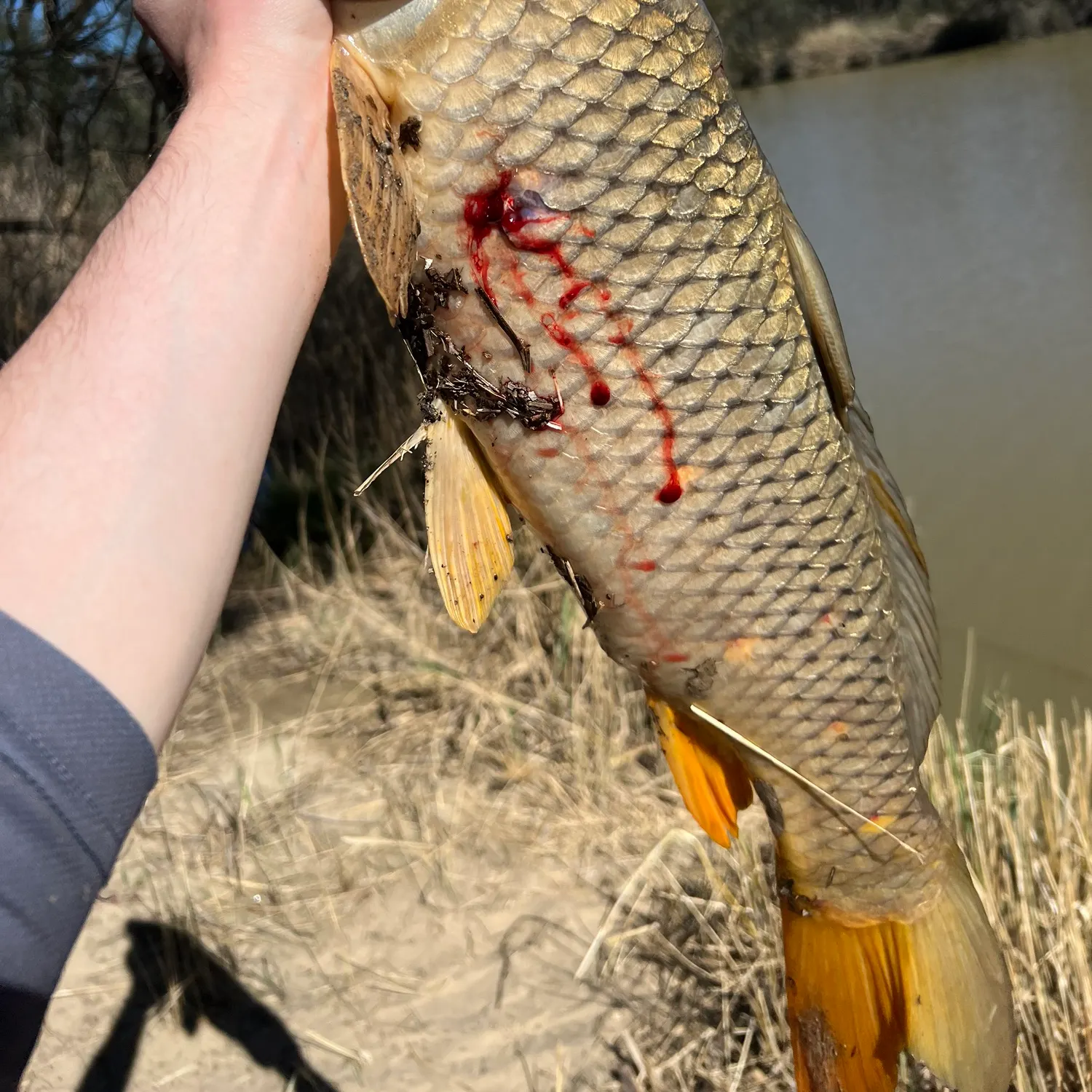 Common carp caught on Fishbrain