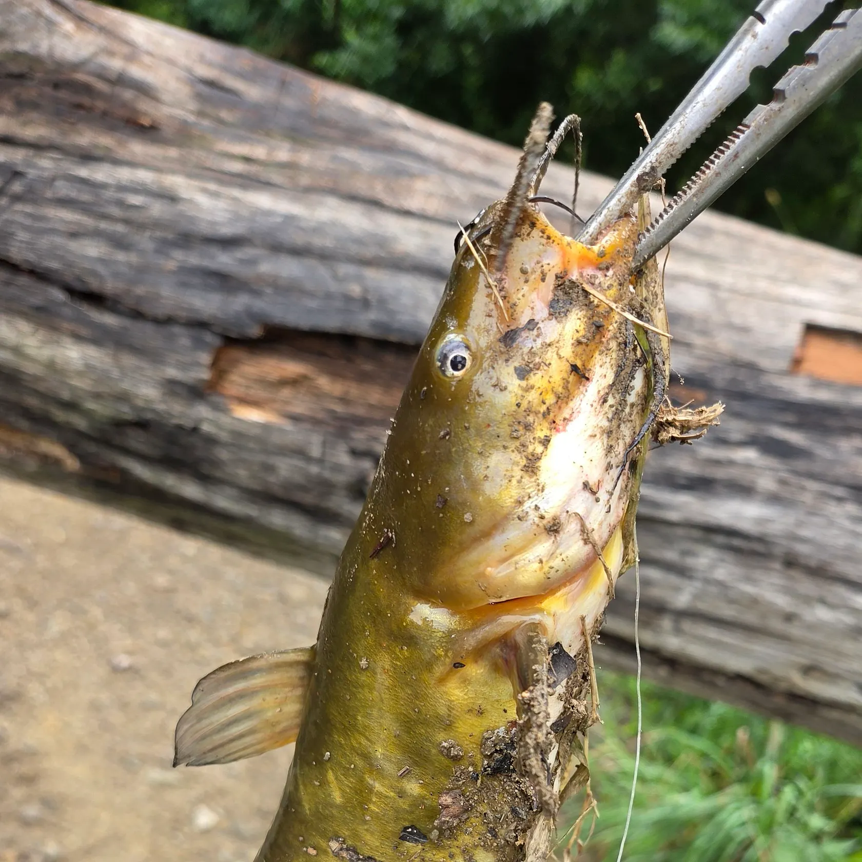 catch