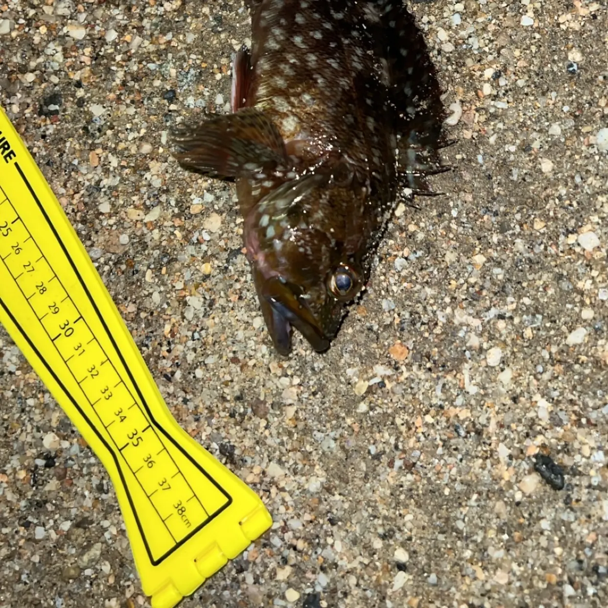 The most recent Areolate grouper catches on Fishbrain