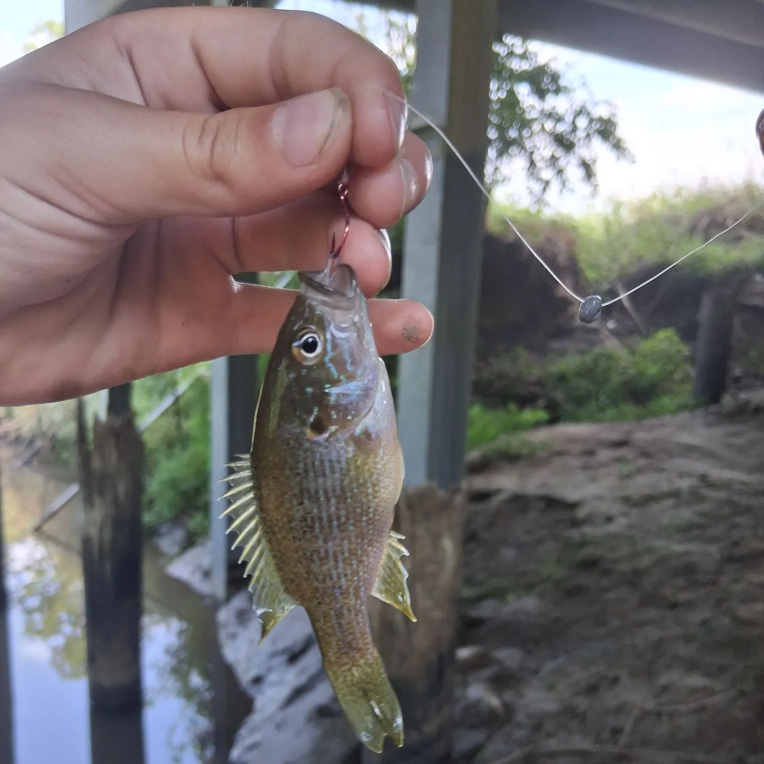 Green sunfish caught on Fishbrain