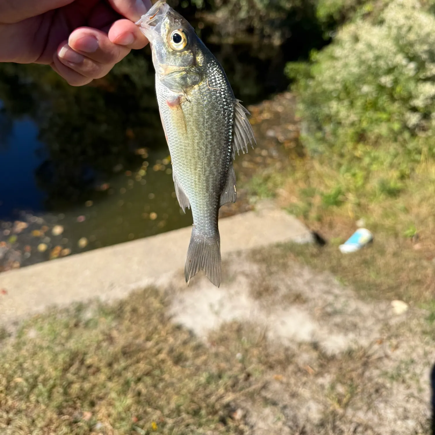 White perch caught on Fishbrain