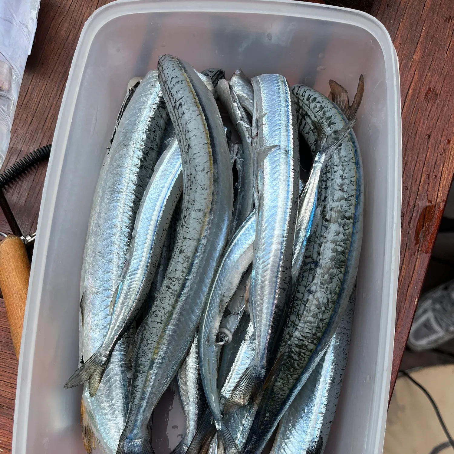 The most recent Eastern sea garfish catches on Fishbrain