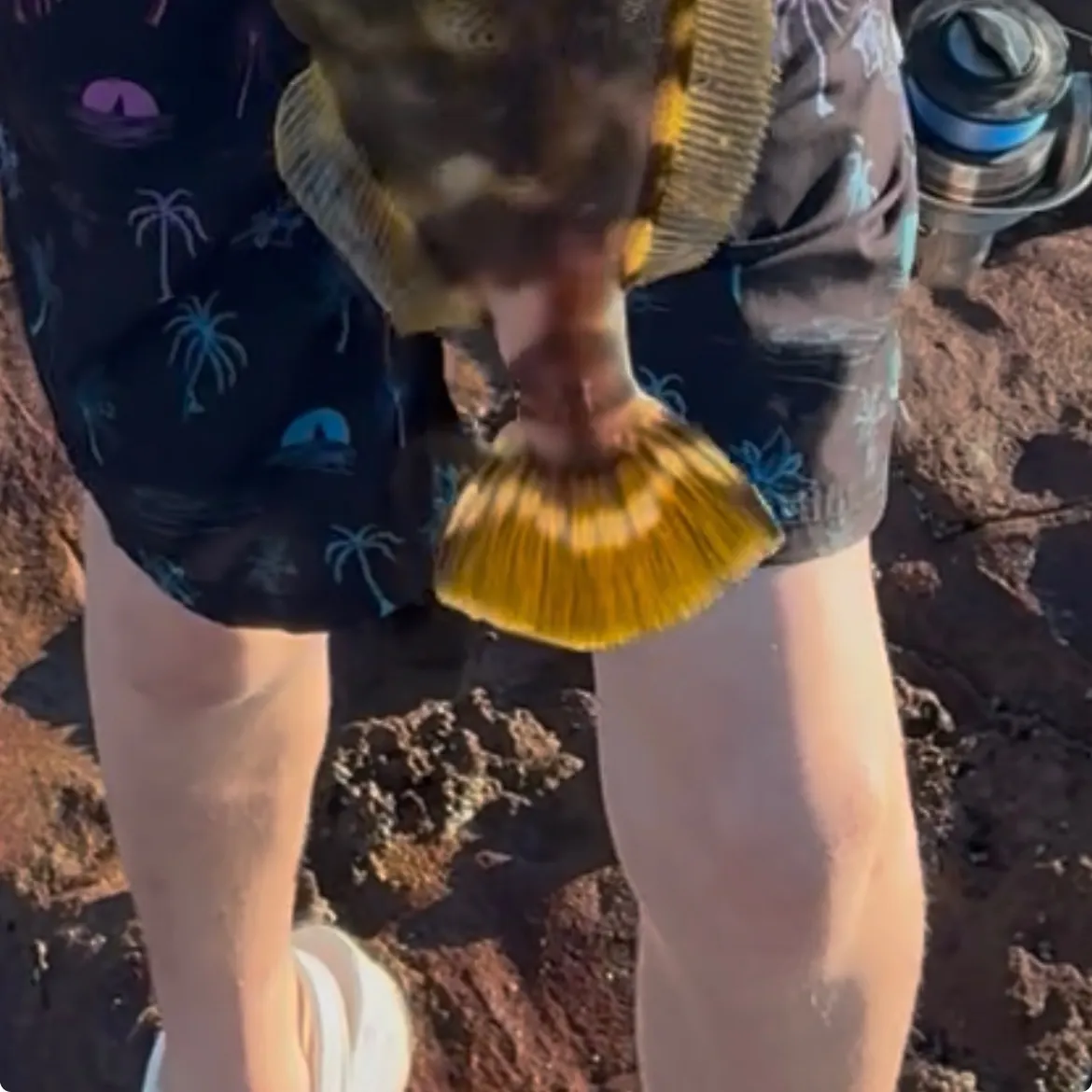 The most recent Large-scaled leatherjacket catches on Fishbrain