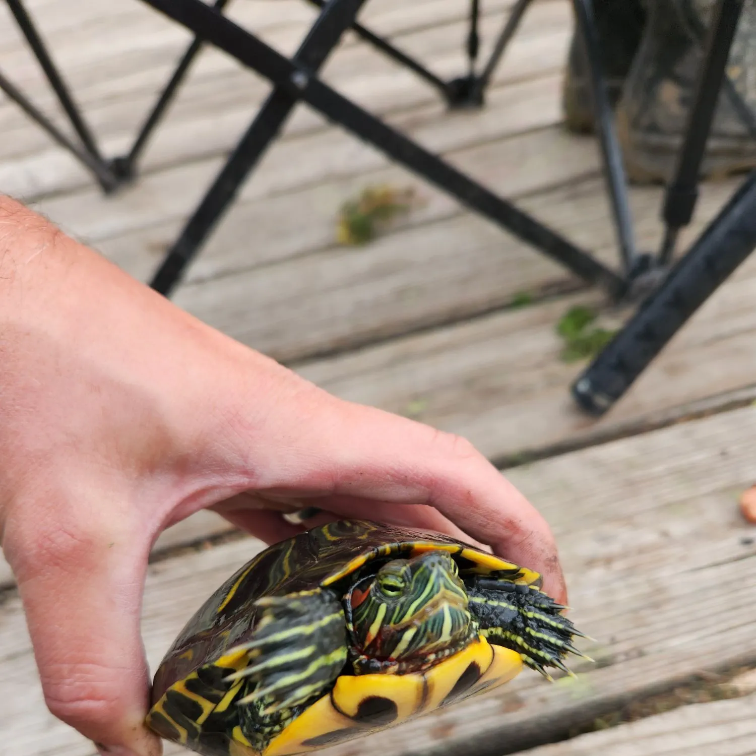 Pond slider turtle caught on Fishbrain