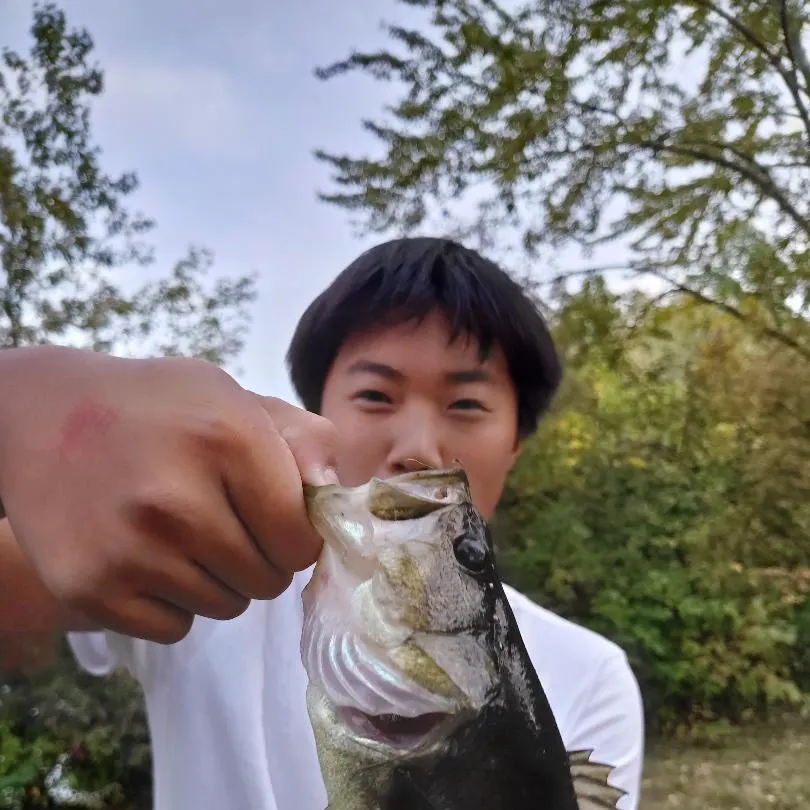 Largemouth bass caught on Fishbrain