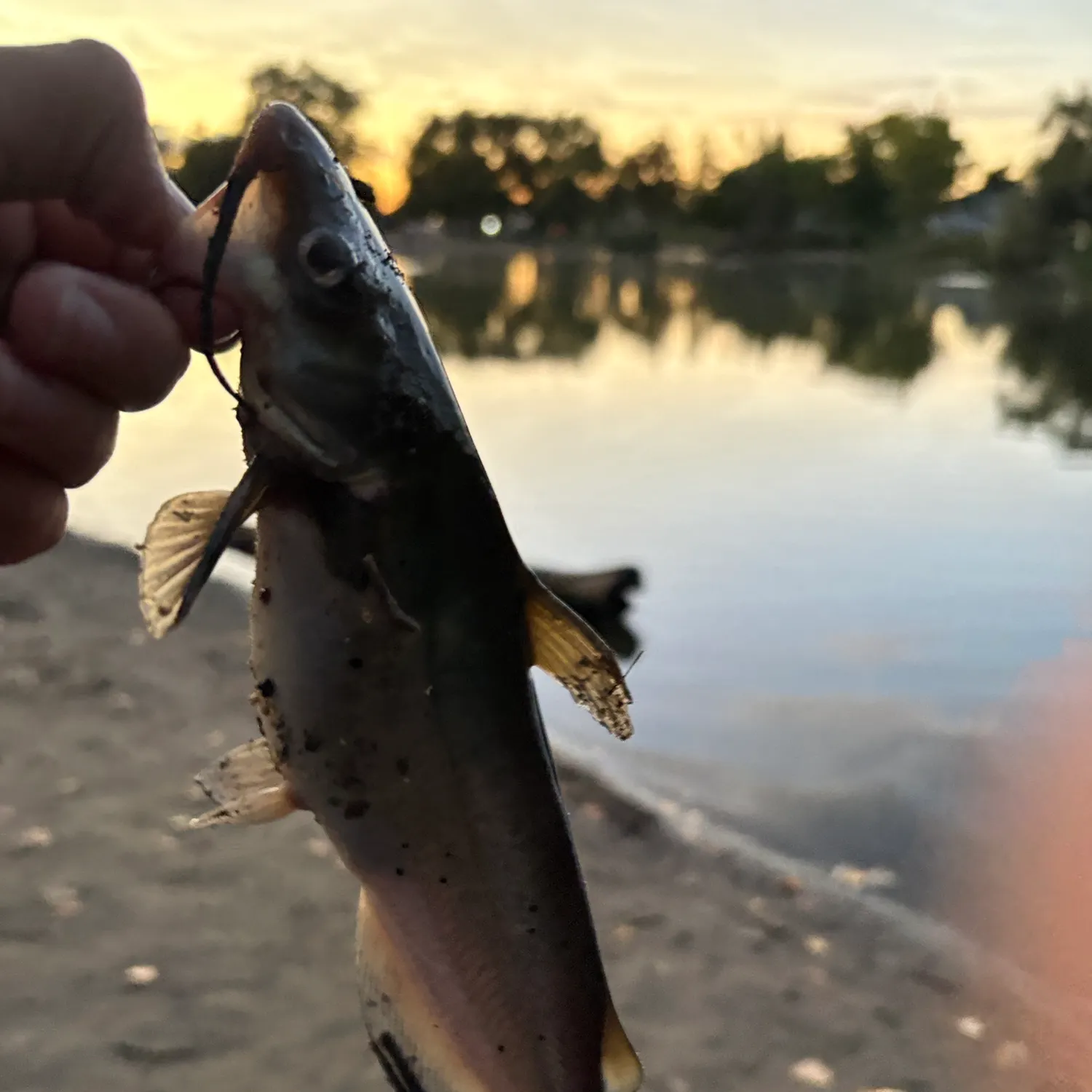Channel catfish caught on Fishbrain
