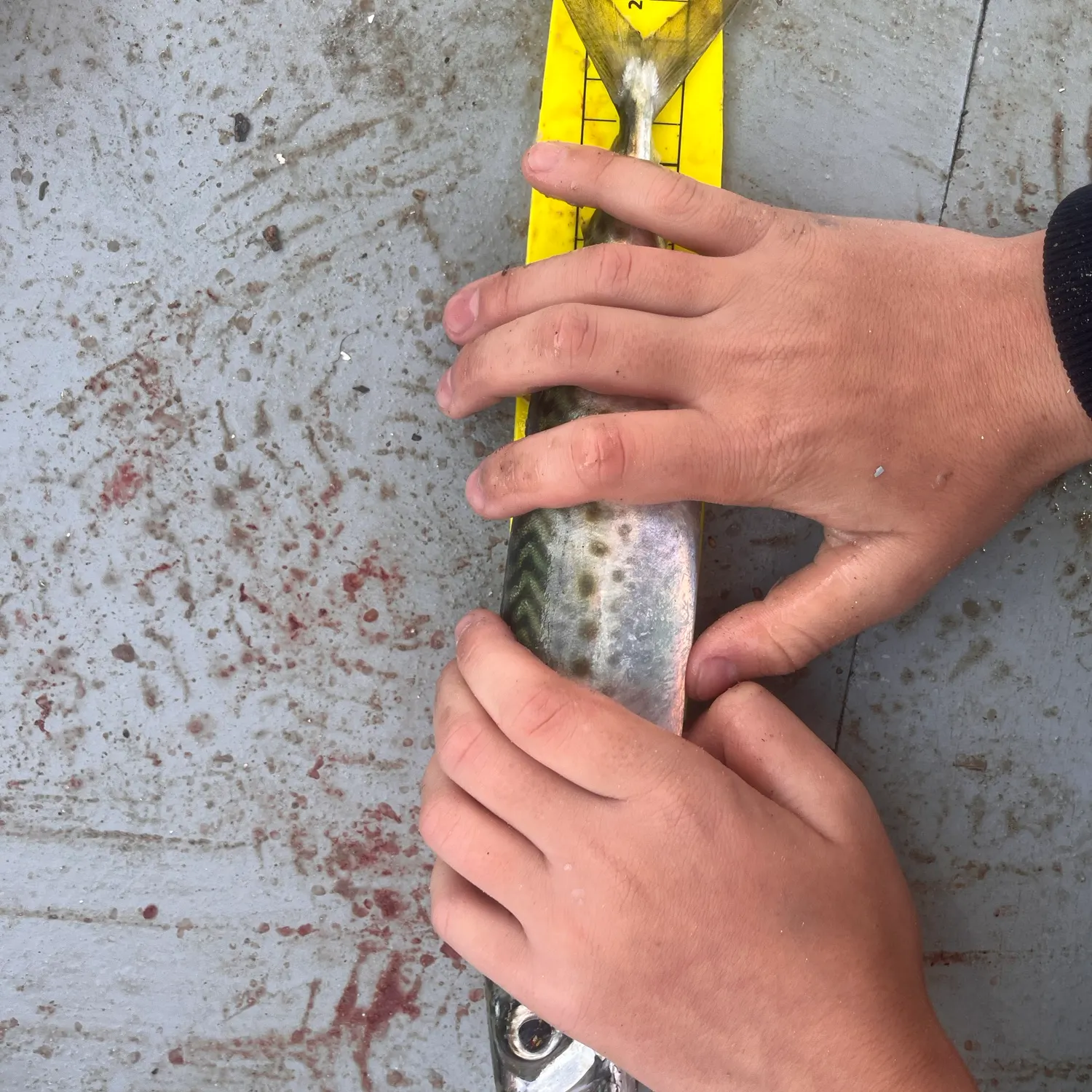 The most recent Blue mackerel catches on Fishbrain