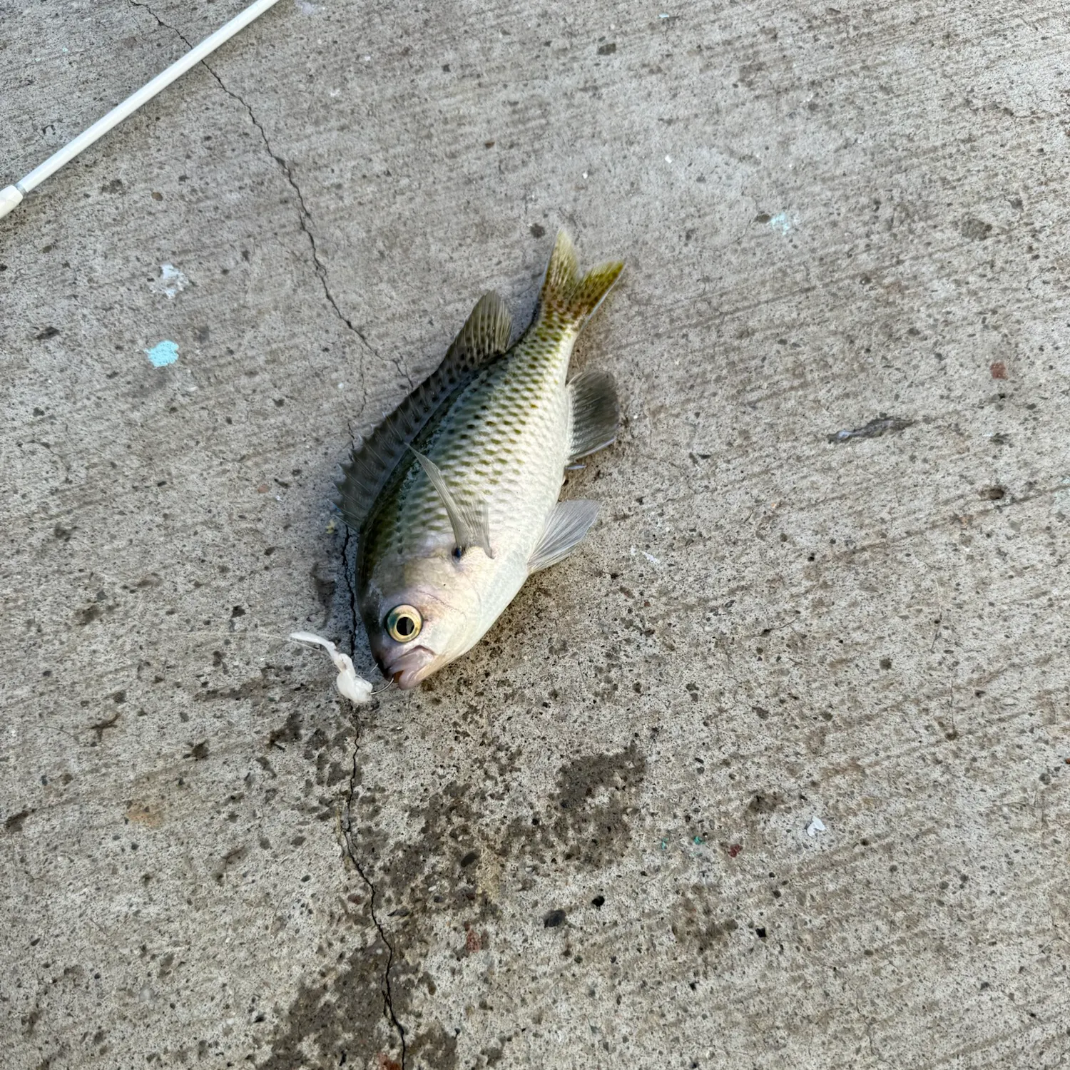 The most recent Blacksmith catches on Fishbrain