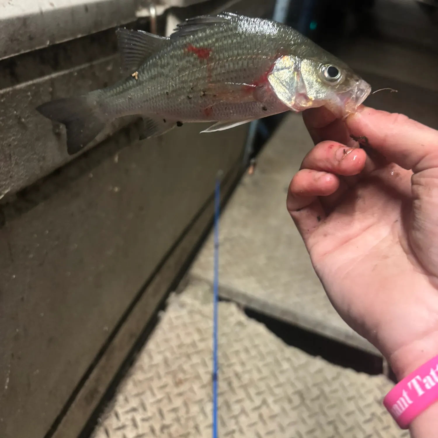 White perch caught on Fishbrain