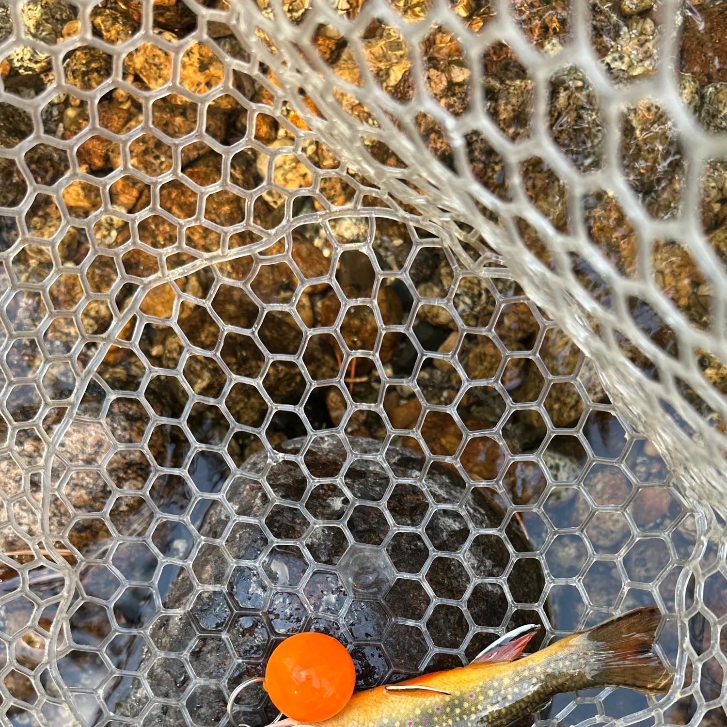 Brook trout caught on Fishbrain