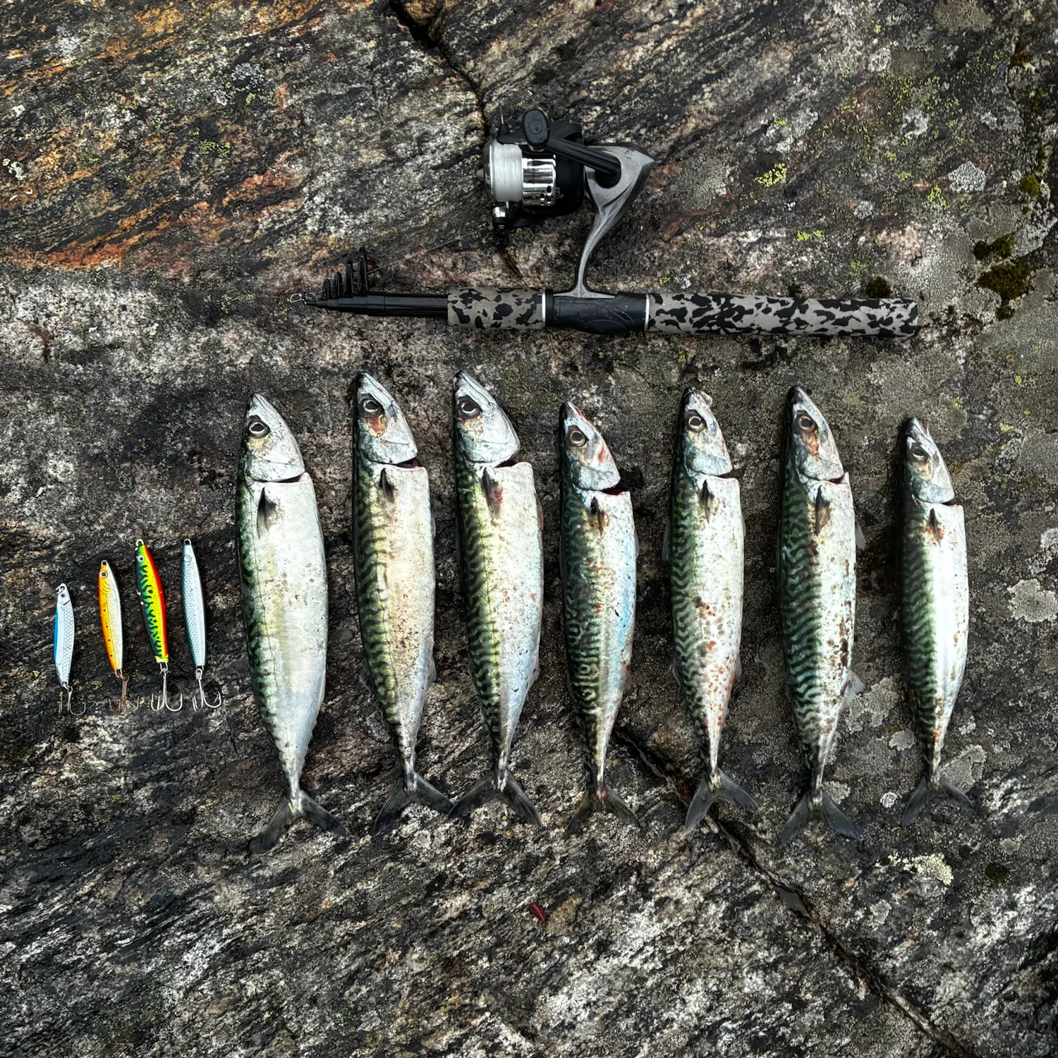 Atlantic mackerel caught on Fishbrain