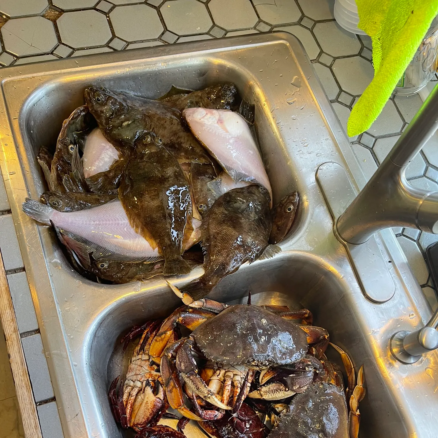 The most recent Dungeness crab catches on Fishbrain