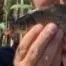 Crucian carp caught on Fishbrain