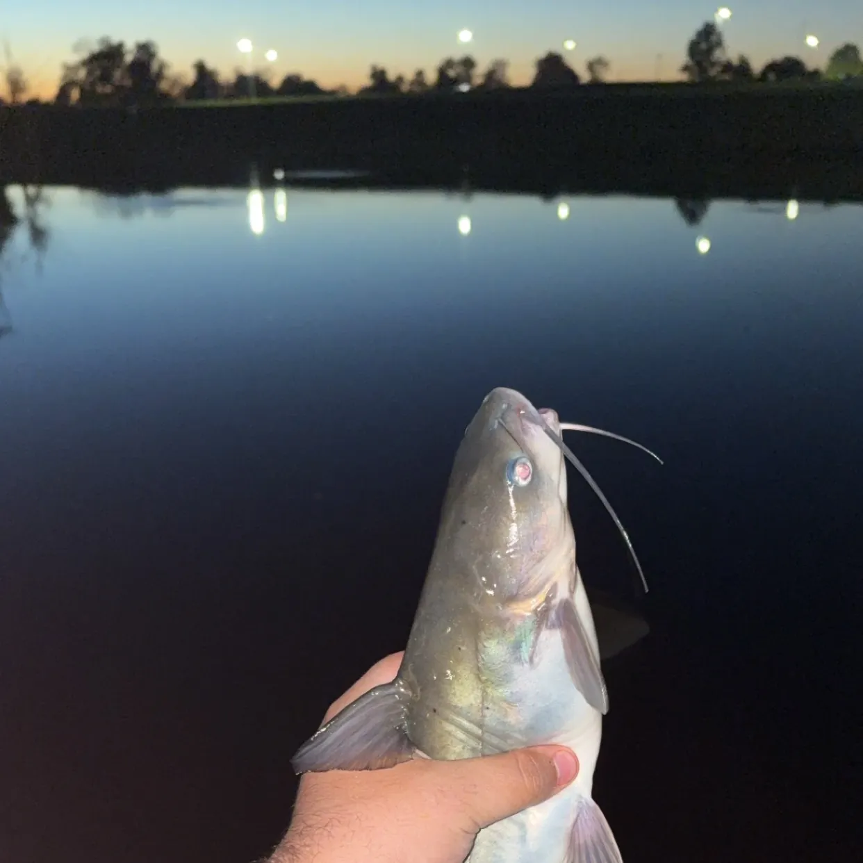 Blue catfish caught on Fishbrain