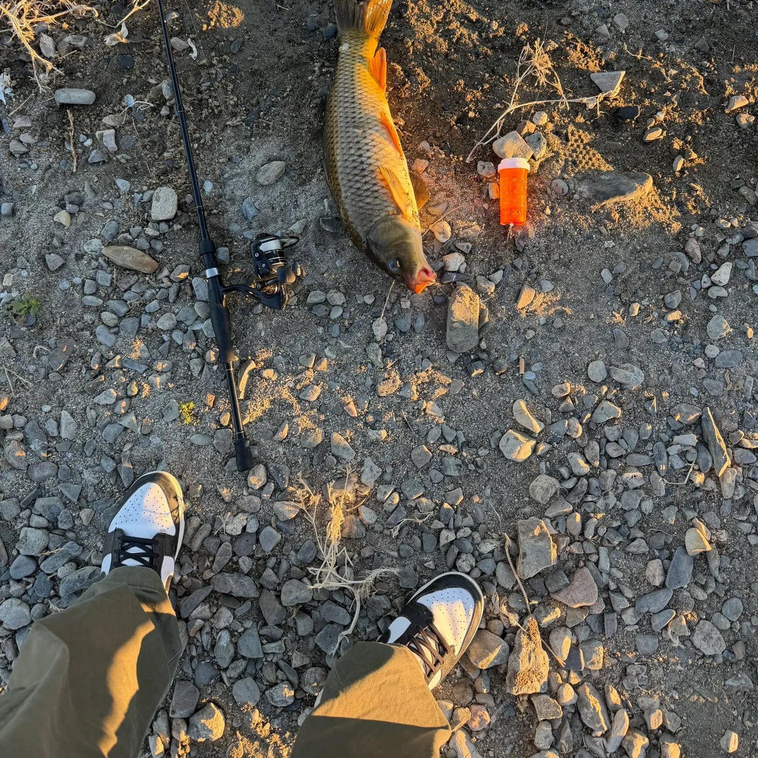 Common carp caught on Fishbrain