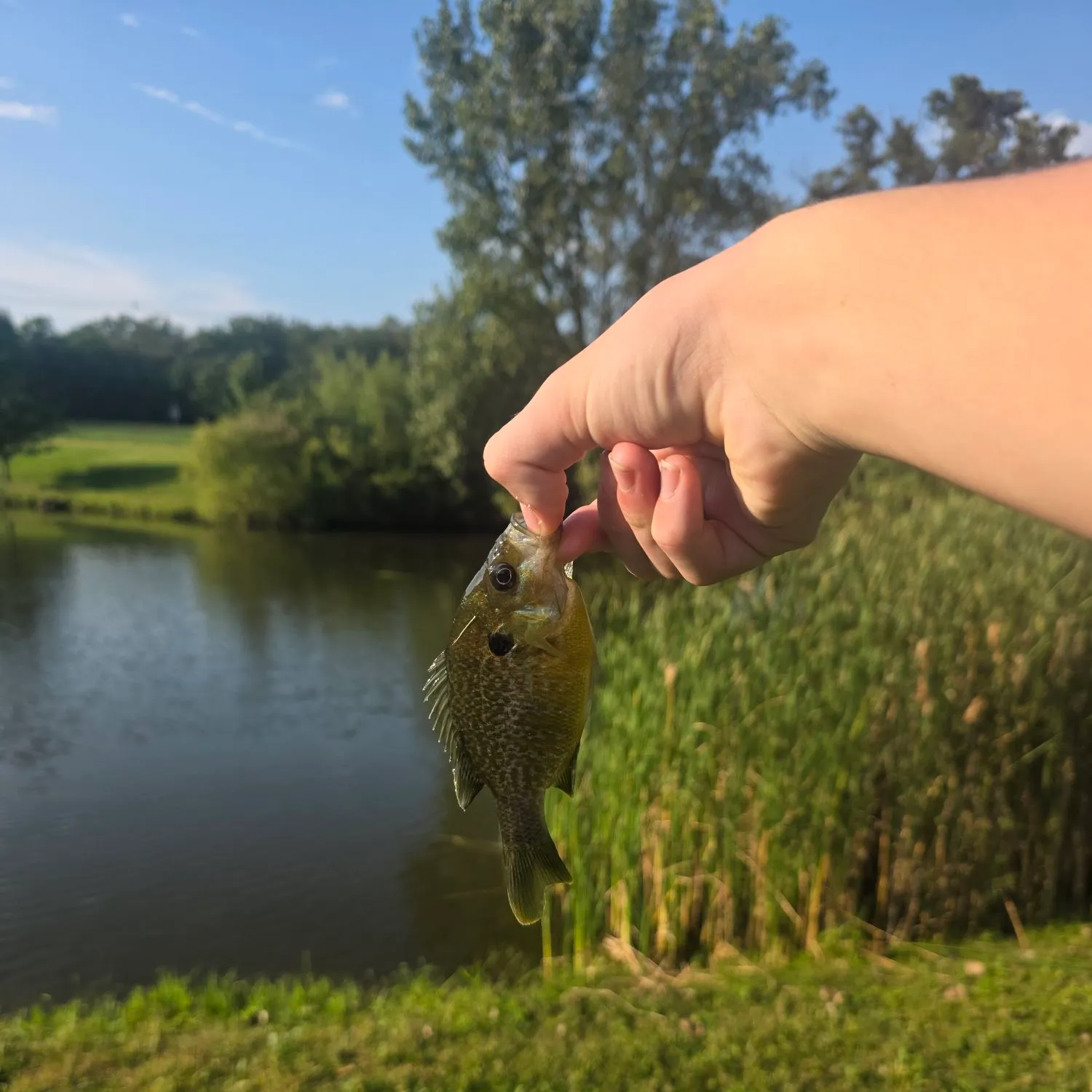 Green sunfish caught on Fishbrain