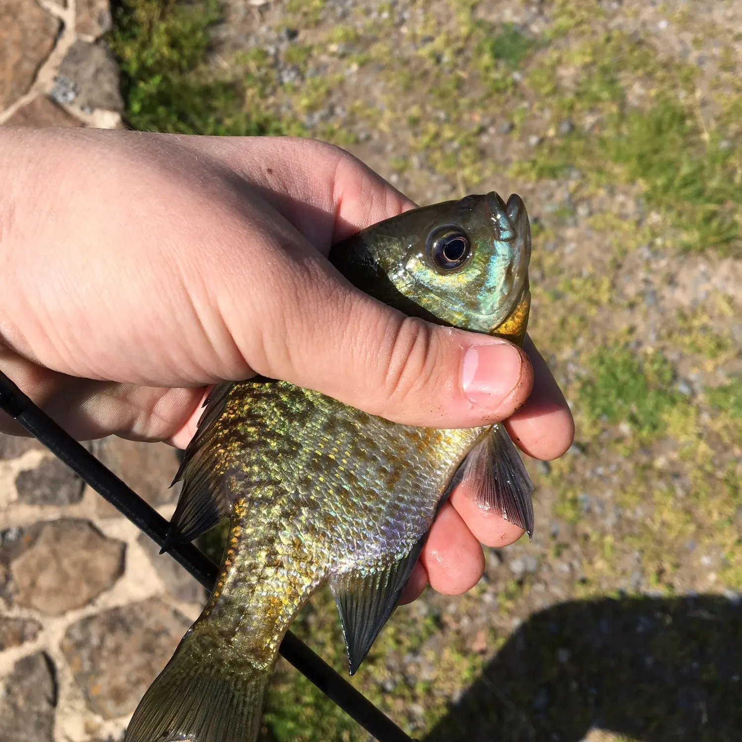 angler catch