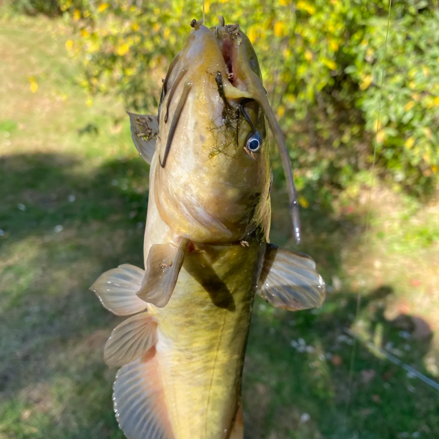 Yellow bullhead caught on Fishbrain