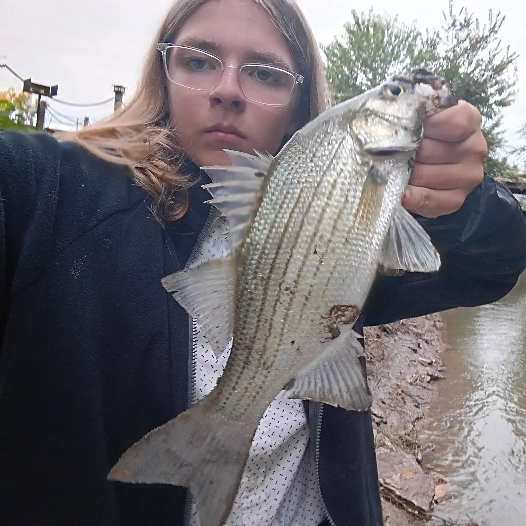 White bass caught on Fishbrain