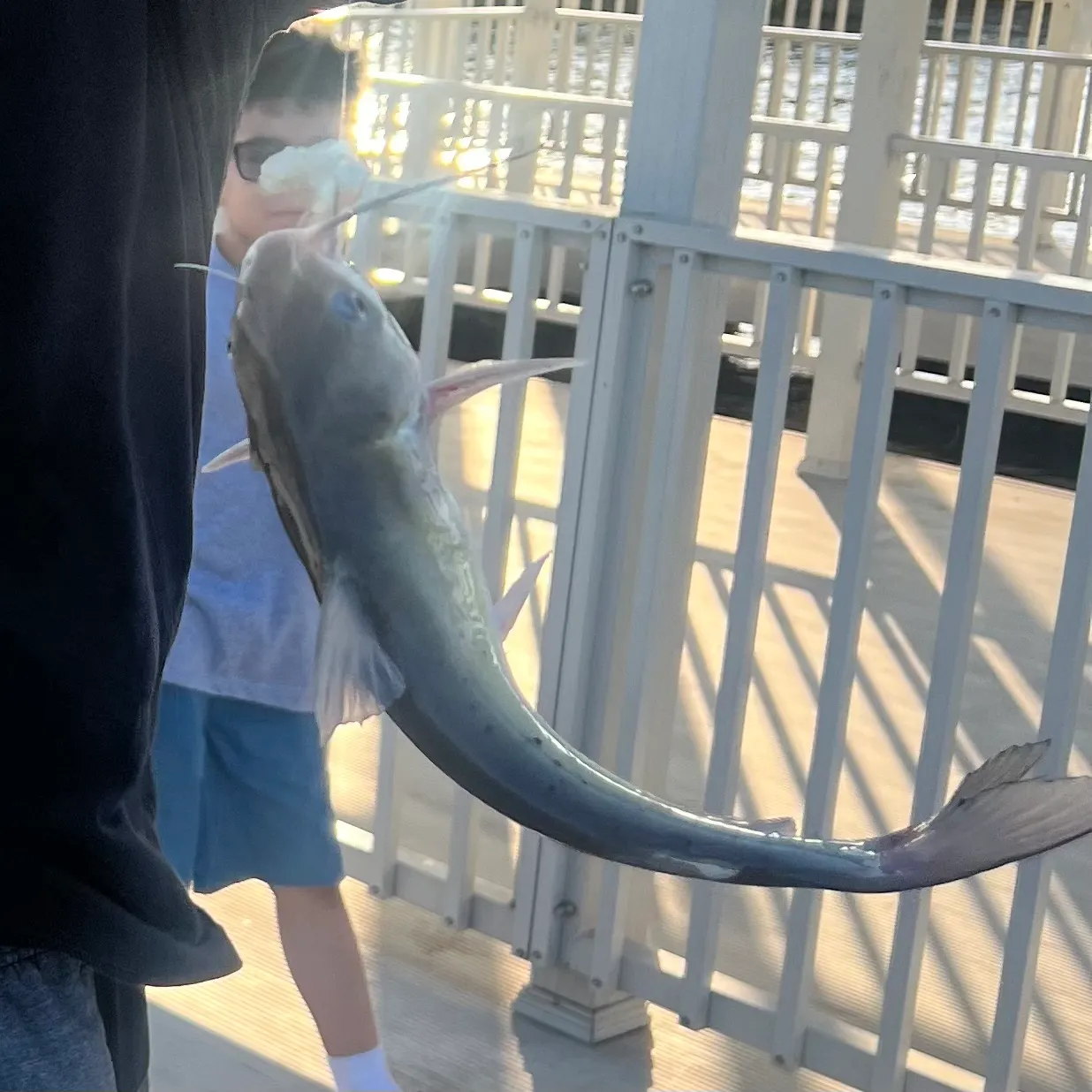 Channel catfish caught on Fishbrain