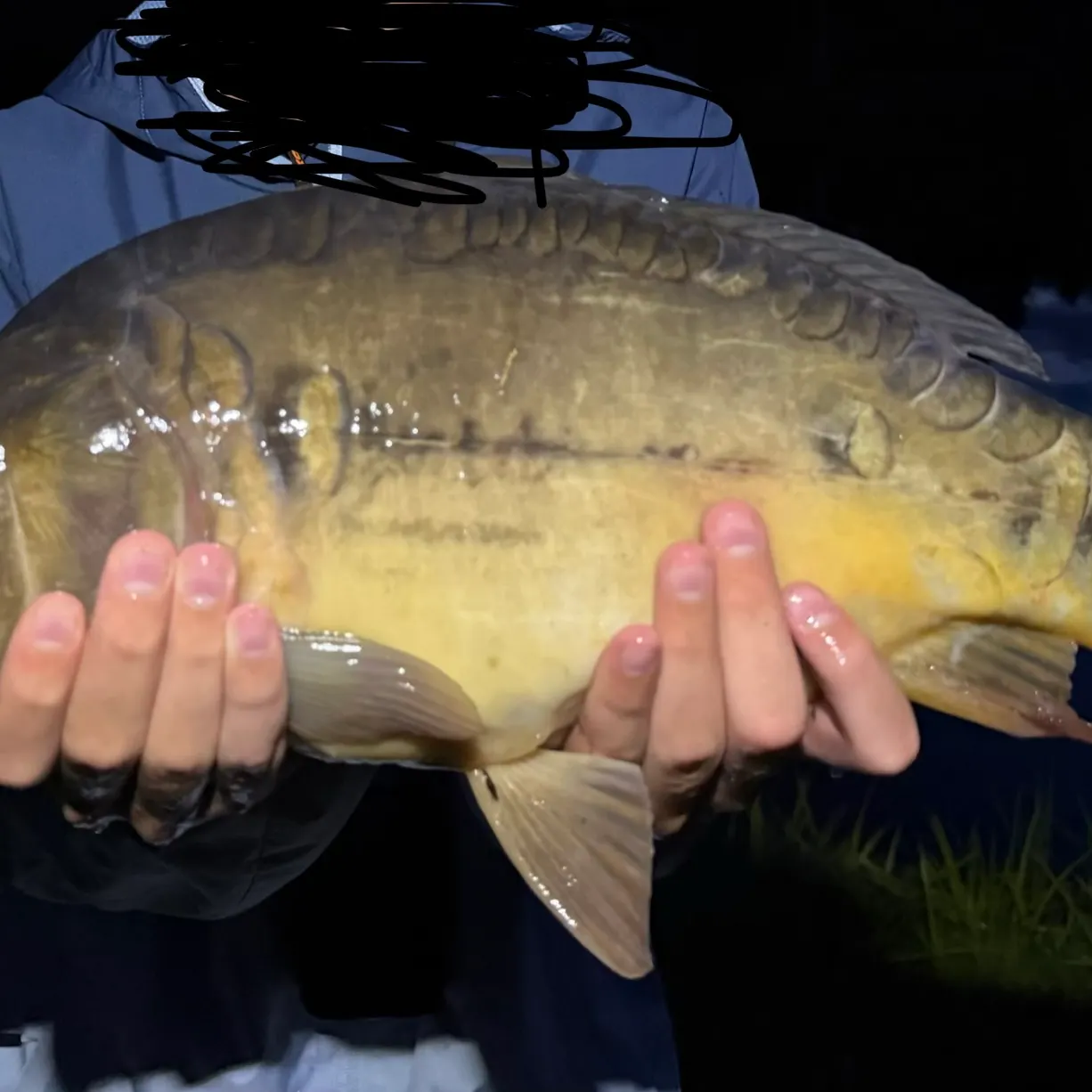 Mirror carp caught on Fishbrain