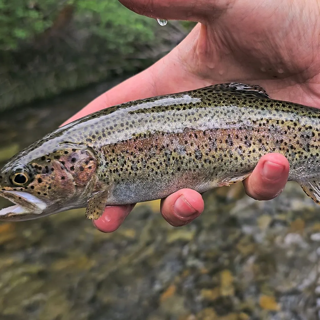 The most recent Columbia river redband trout catches on Fishbrain
