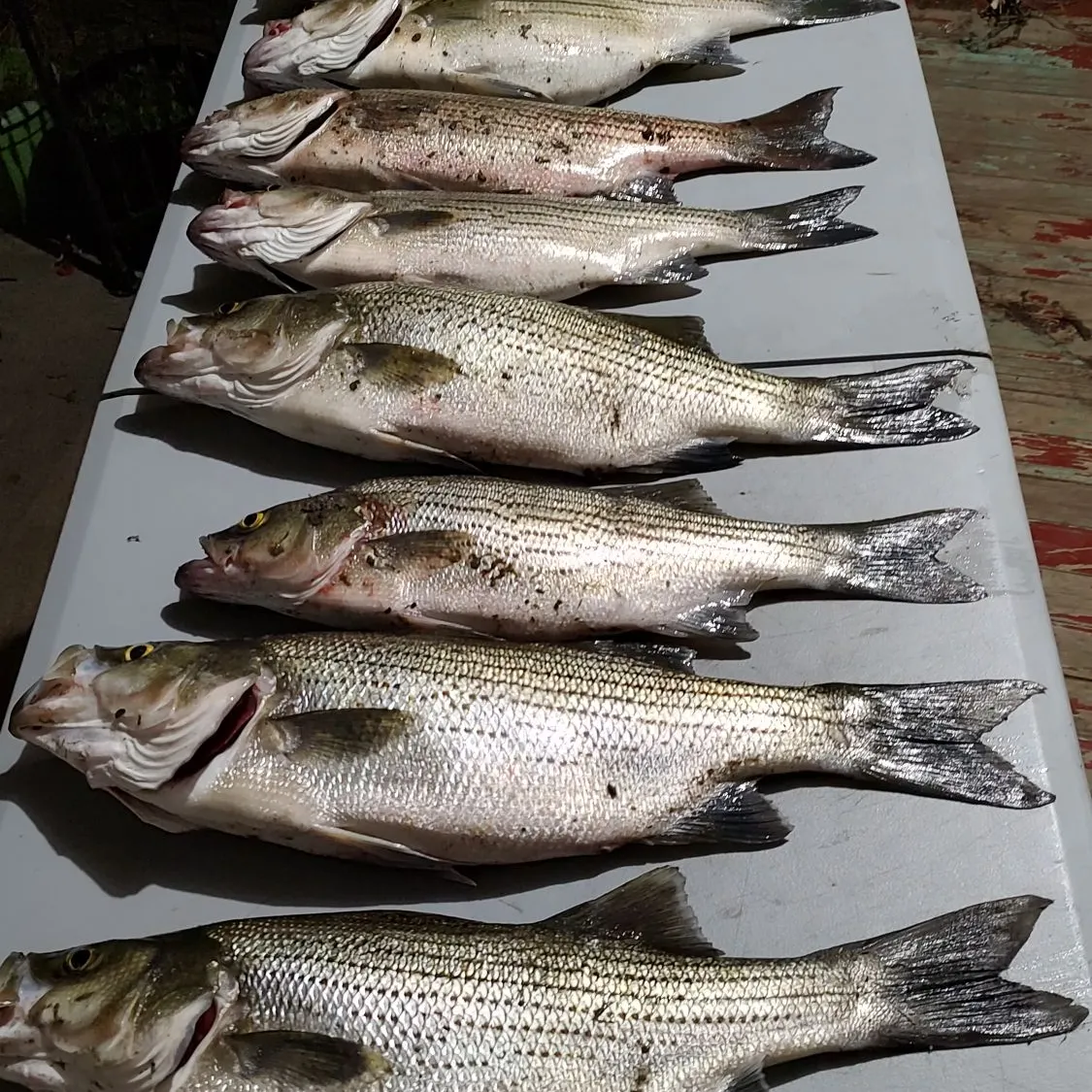 recently logged catches