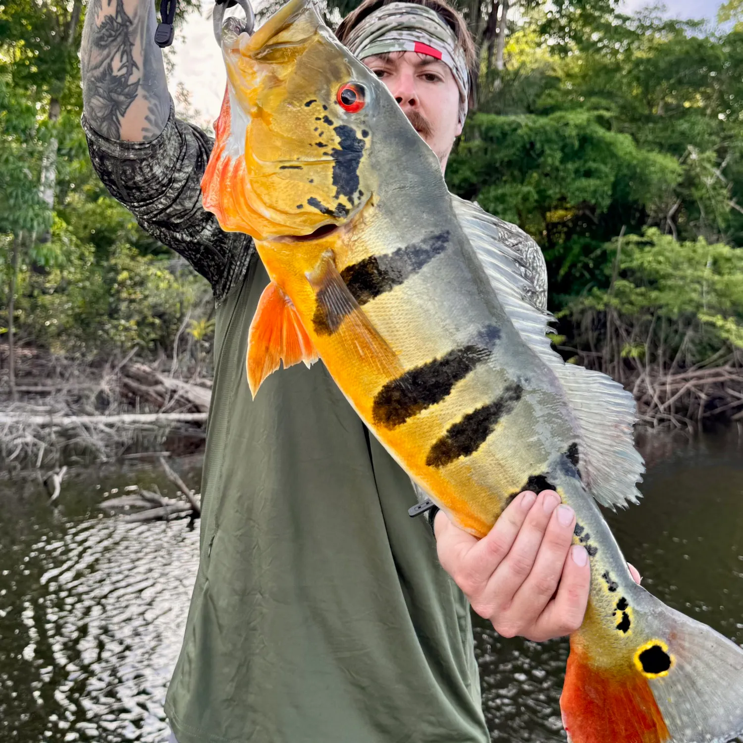 Speckled peacock bass caught on Fishbrain