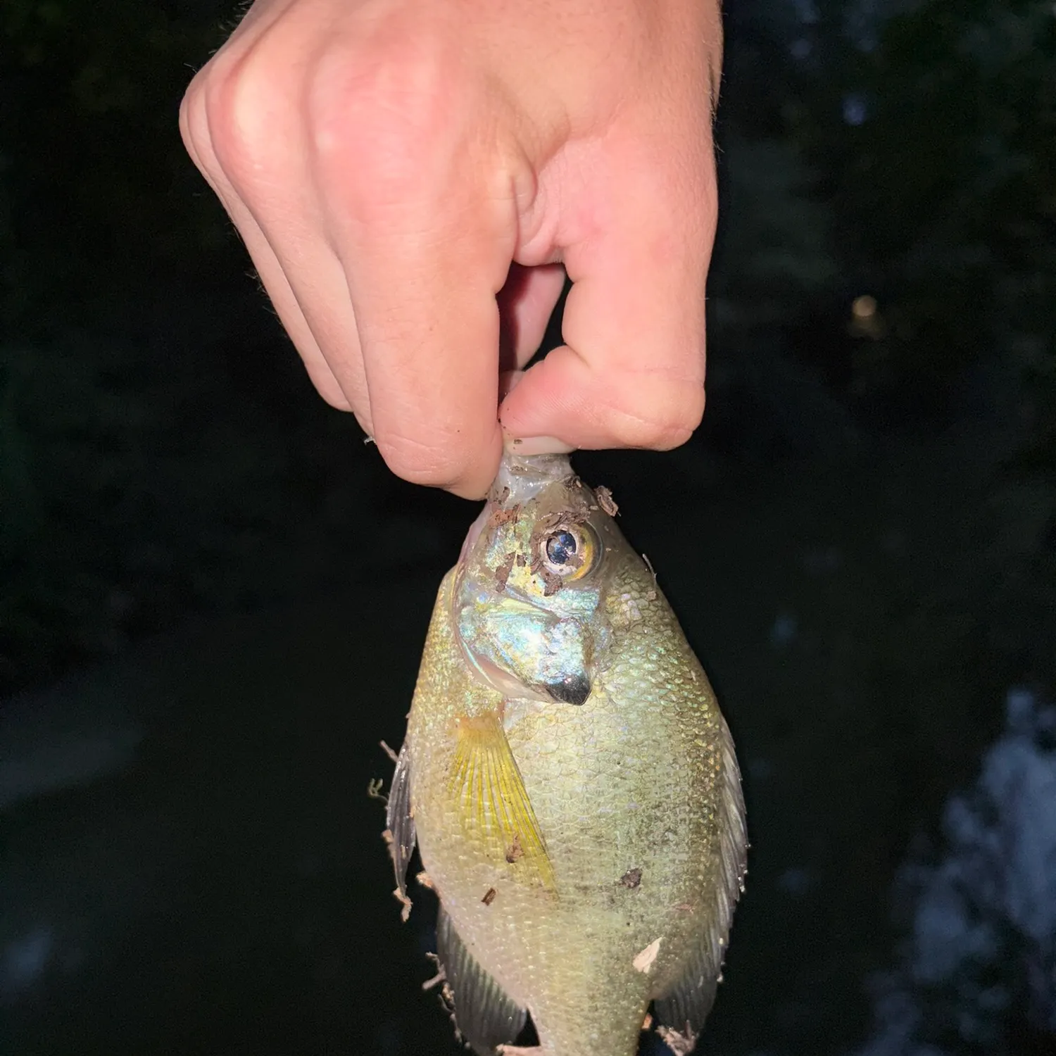 Bluegill caught on Fishbrain
