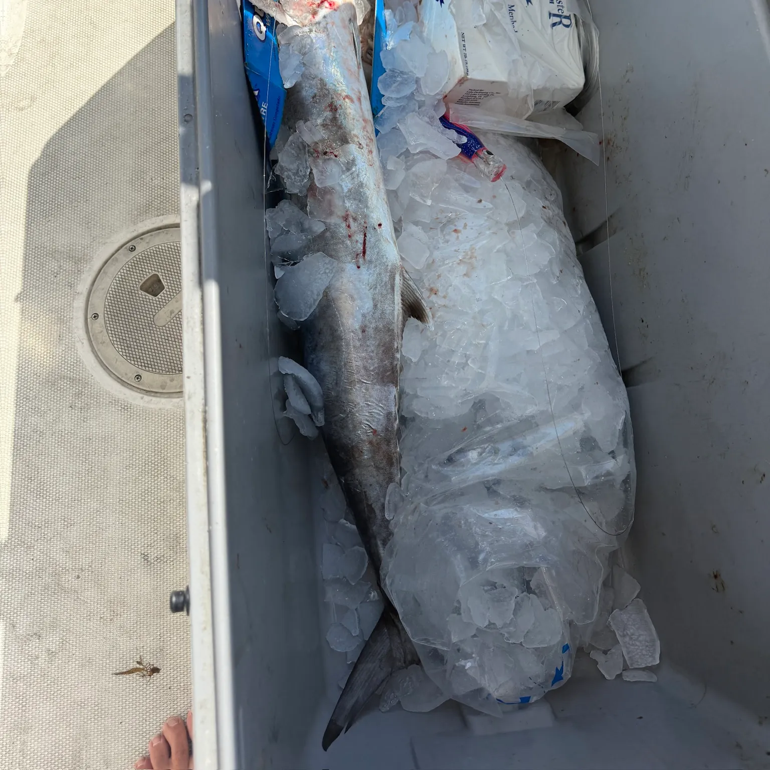 The most recent King mackerel catches on Fishbrain