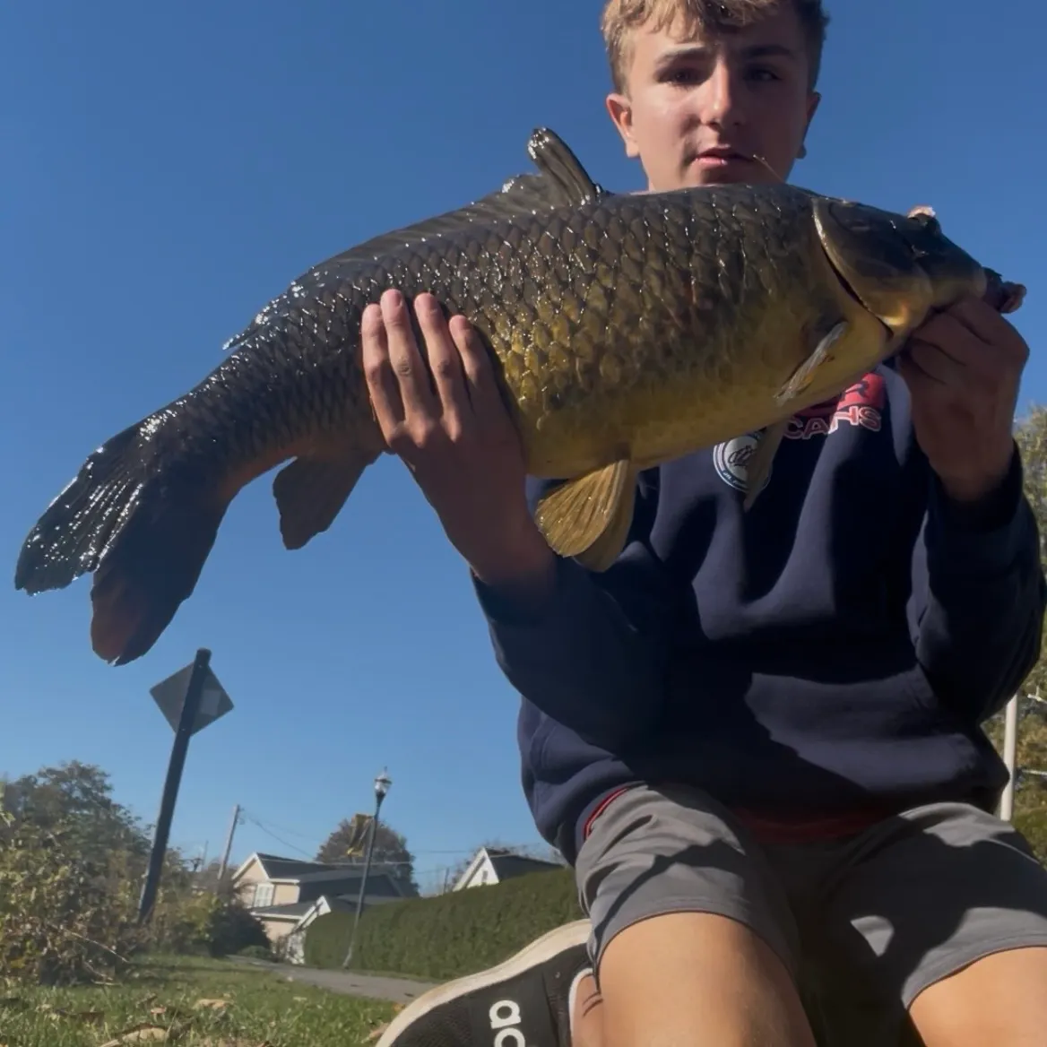 Common carp caught on Fishbrain