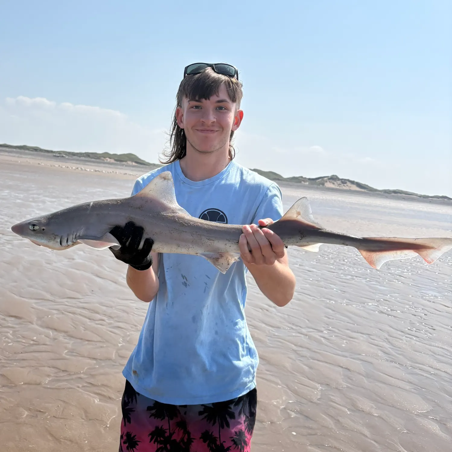 The most recent Starry smooth-hound catches on Fishbrain