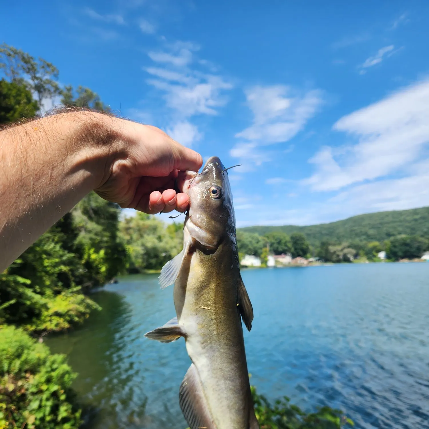 Channel catfish caught on Fishbrain
