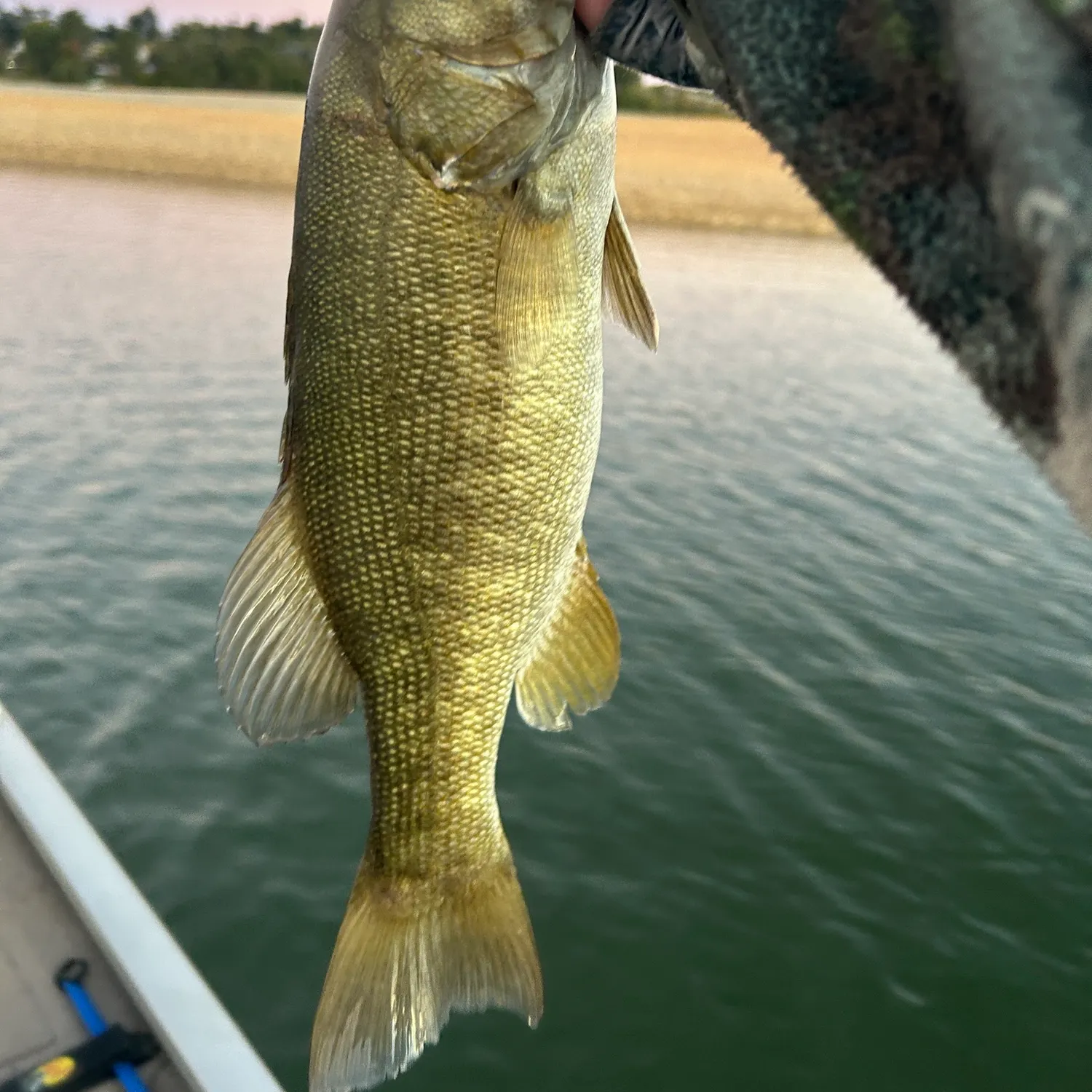Smallmouth bass caught on Fishbrain