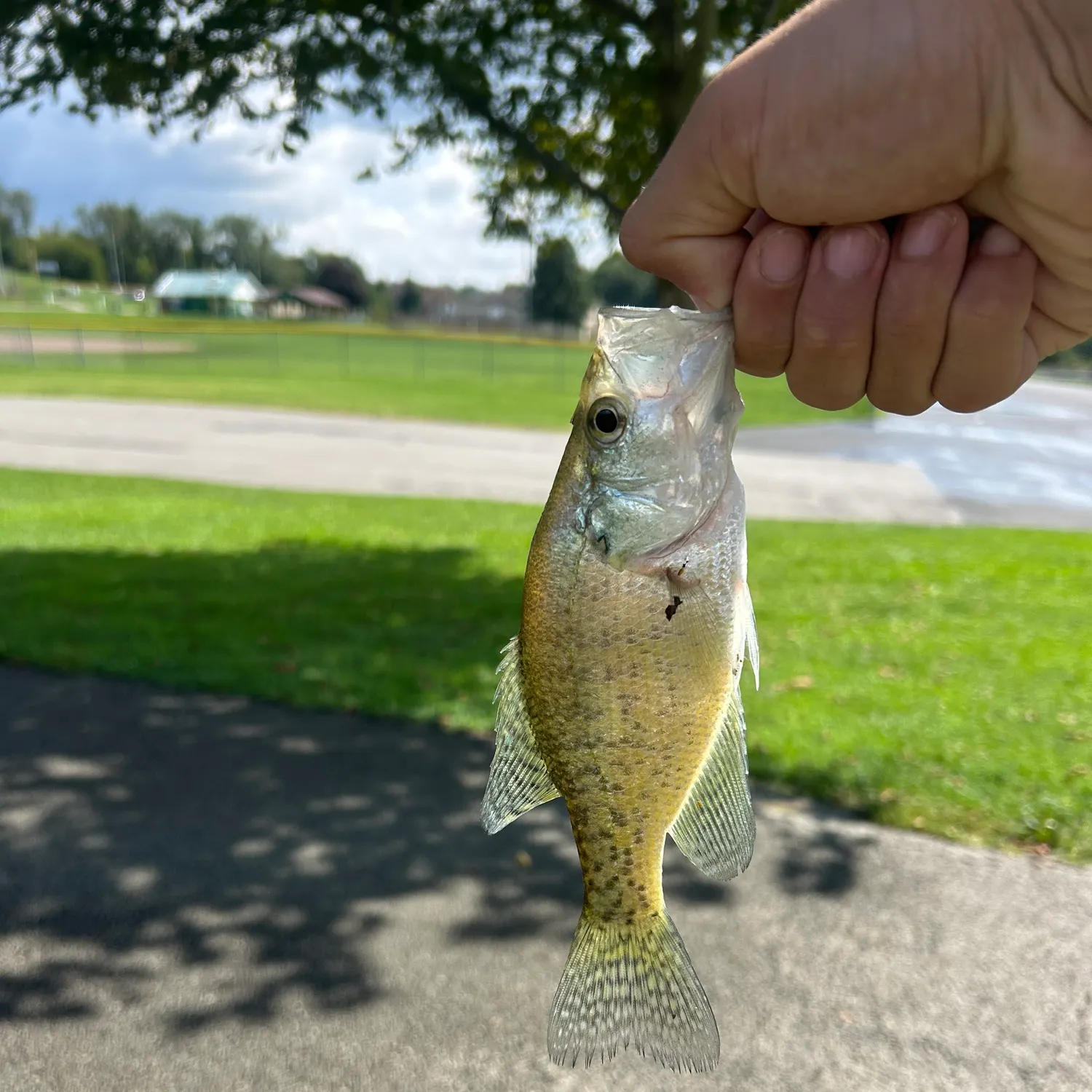 White crappie caught on Fishbrain