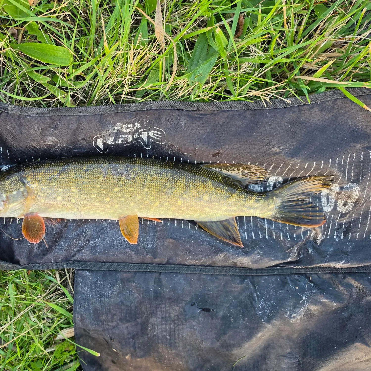Northern pike caught on Fishbrain