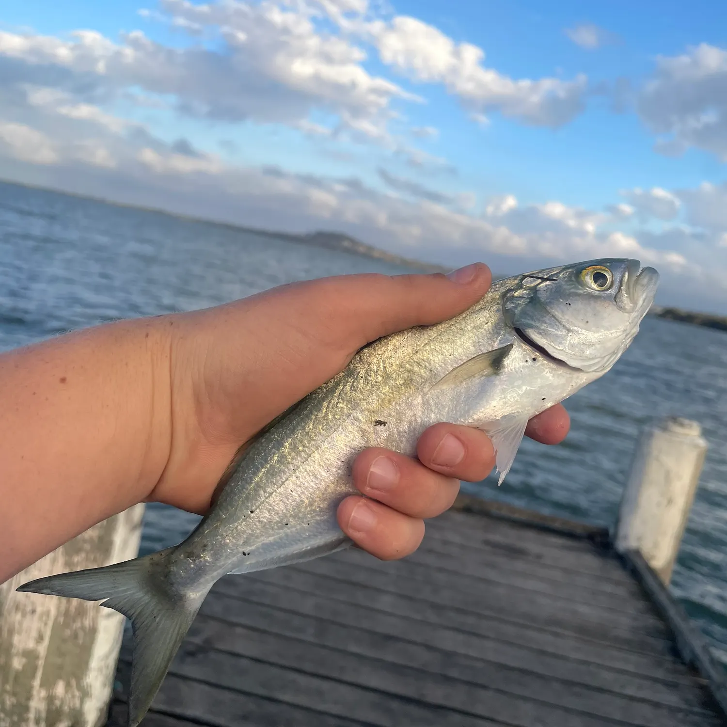 Bluefish caught on Fishbrain