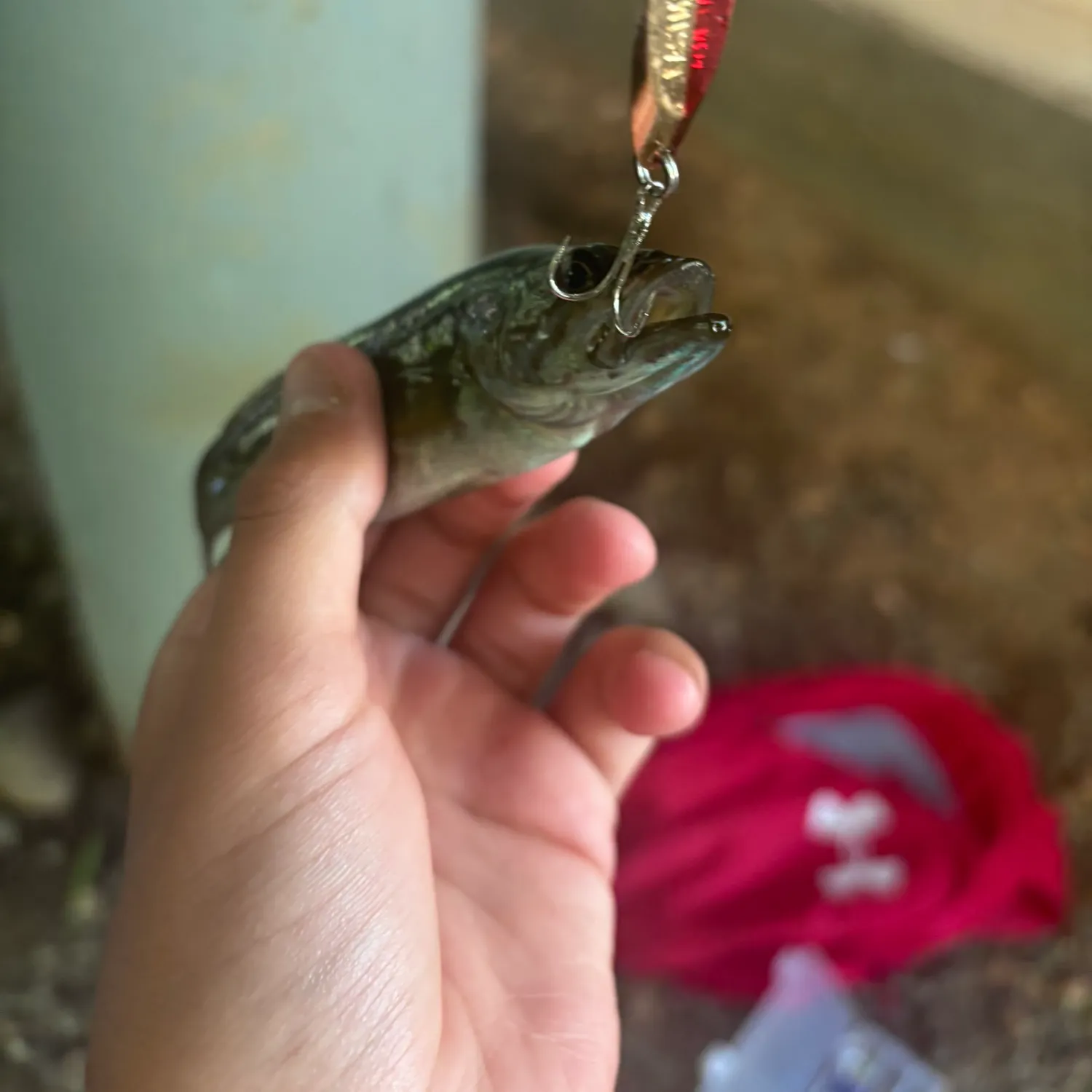 The most recent Redeye bass catches on Fishbrain