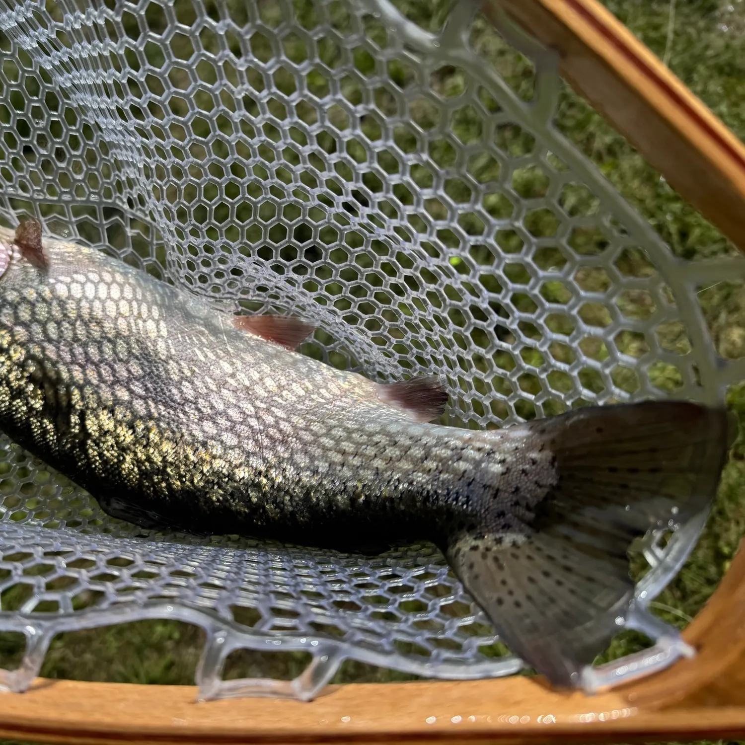 Rainbow trout caught on Fishbrain