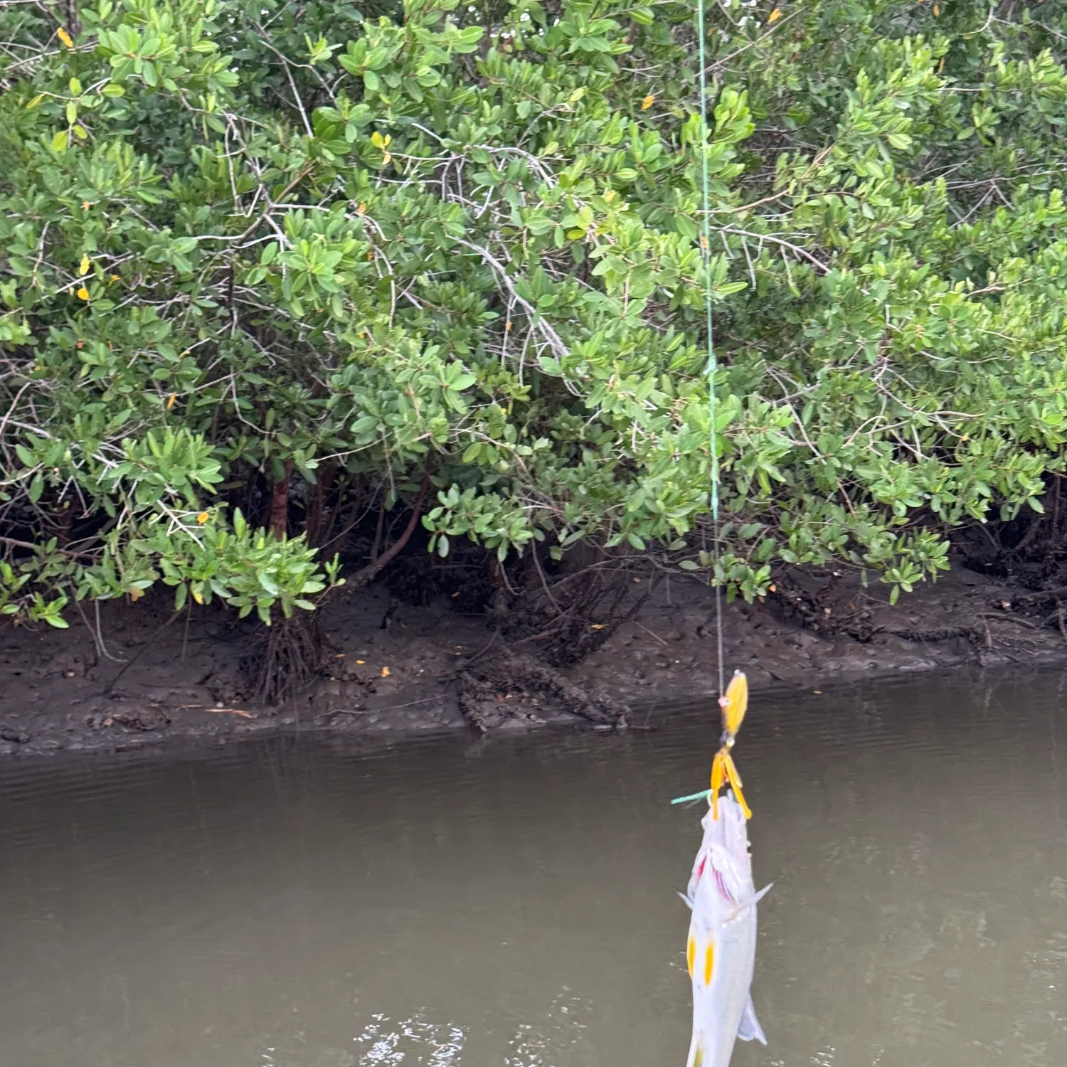 The most recent Pacific crevalle jack catches on Fishbrain