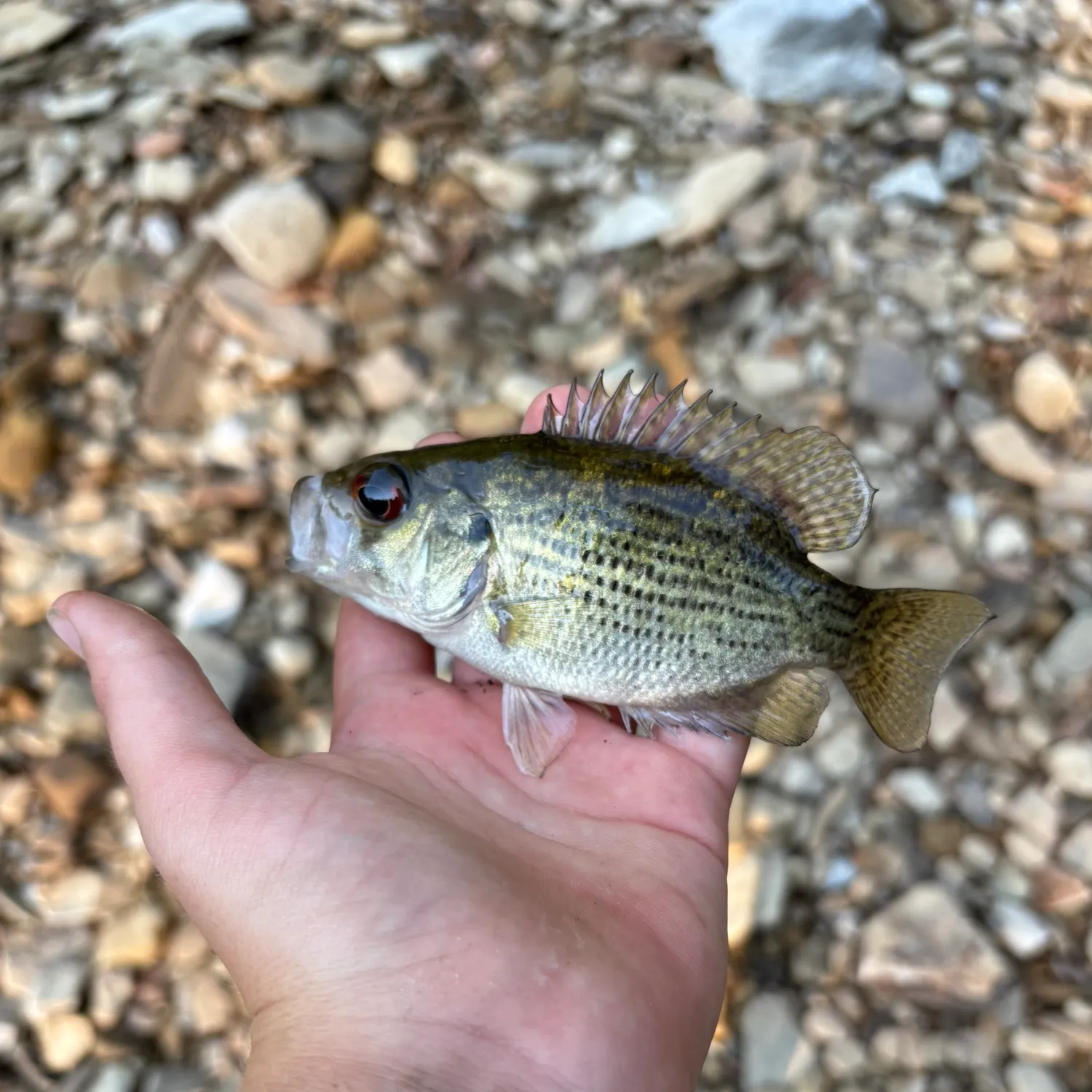 Rock bass caught on Fishbrain
