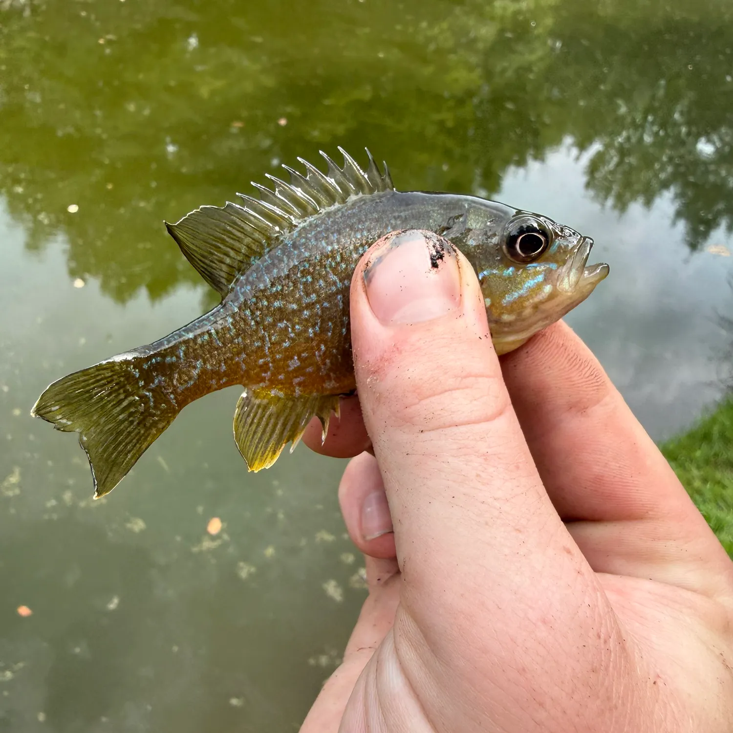 Green sunfish caught on Fishbrain