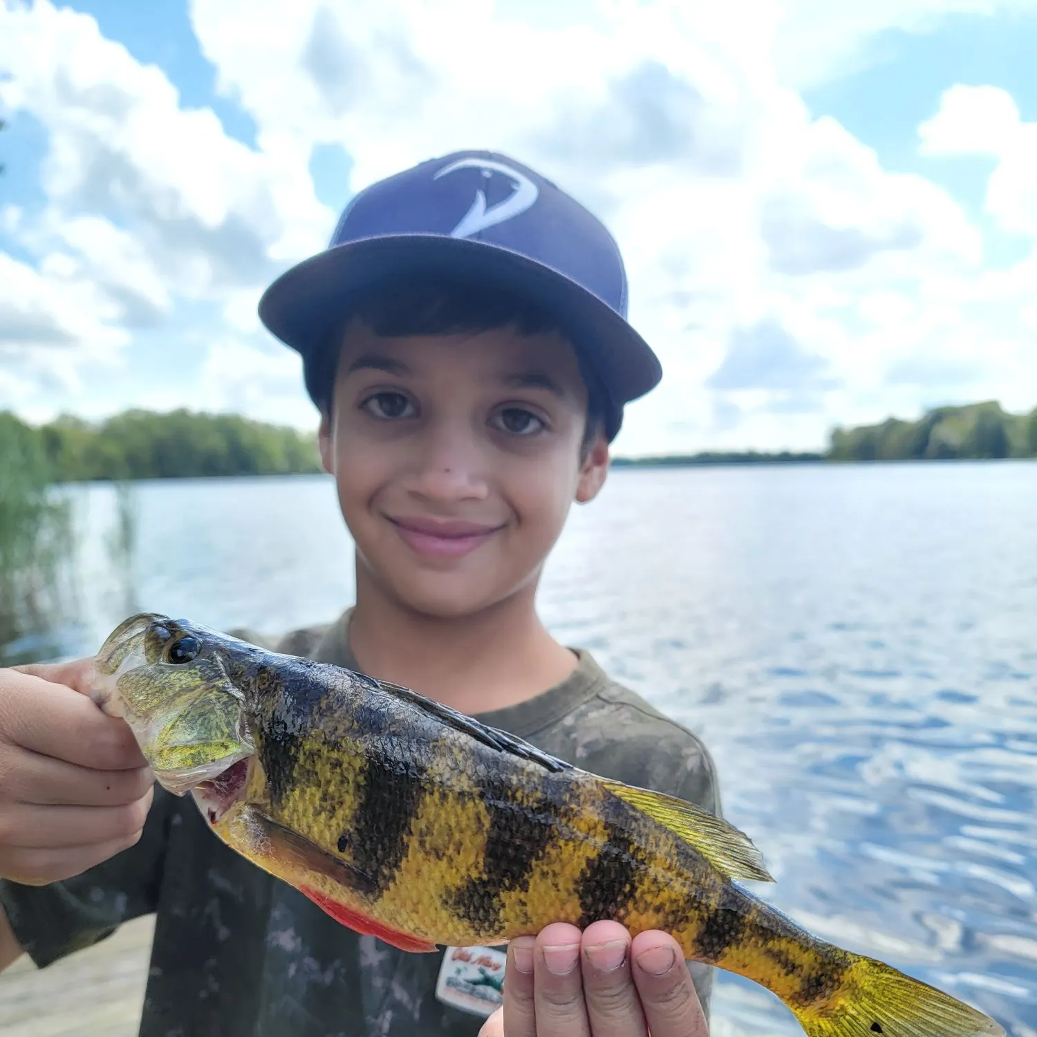 Yellow perch caught on Fishbrain