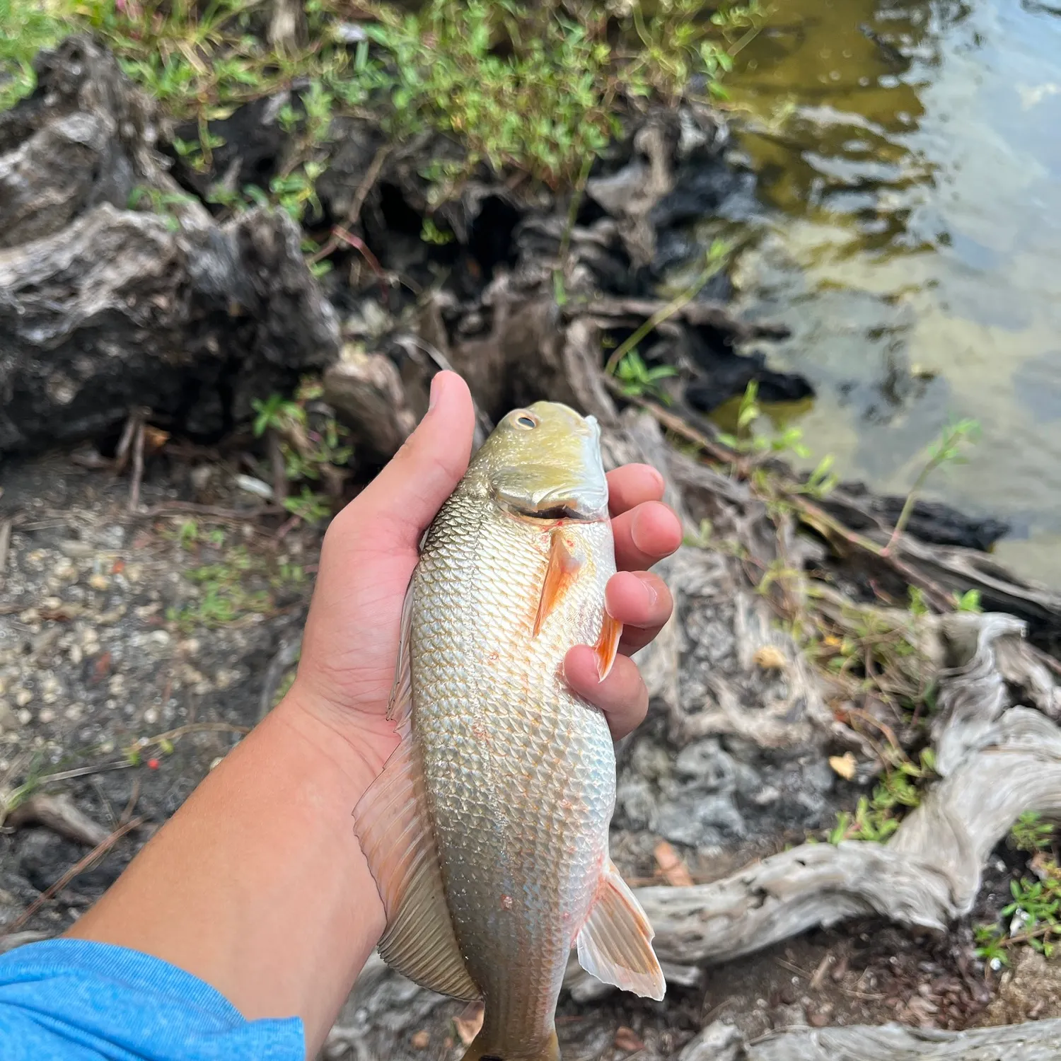 Red drum caught on Fishbrain