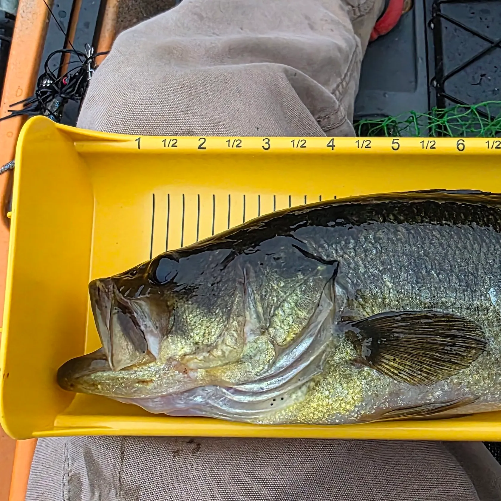 Largemouth bass caught on Fishbrain